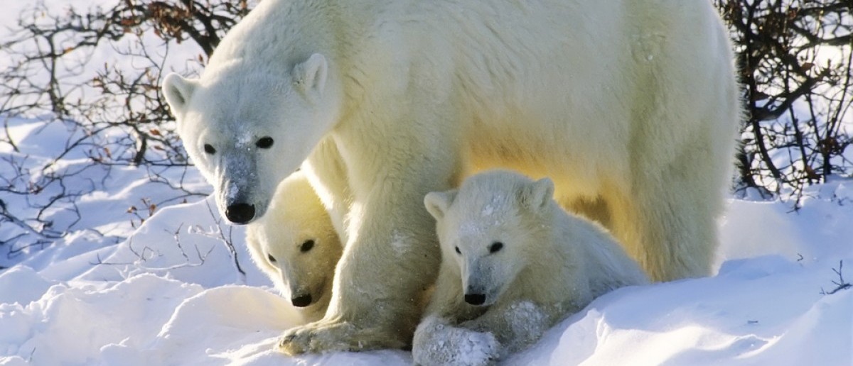 Polar bear with her twin cubs of the year. Canadian Arctic (outdoorsman/Shuttershock)
