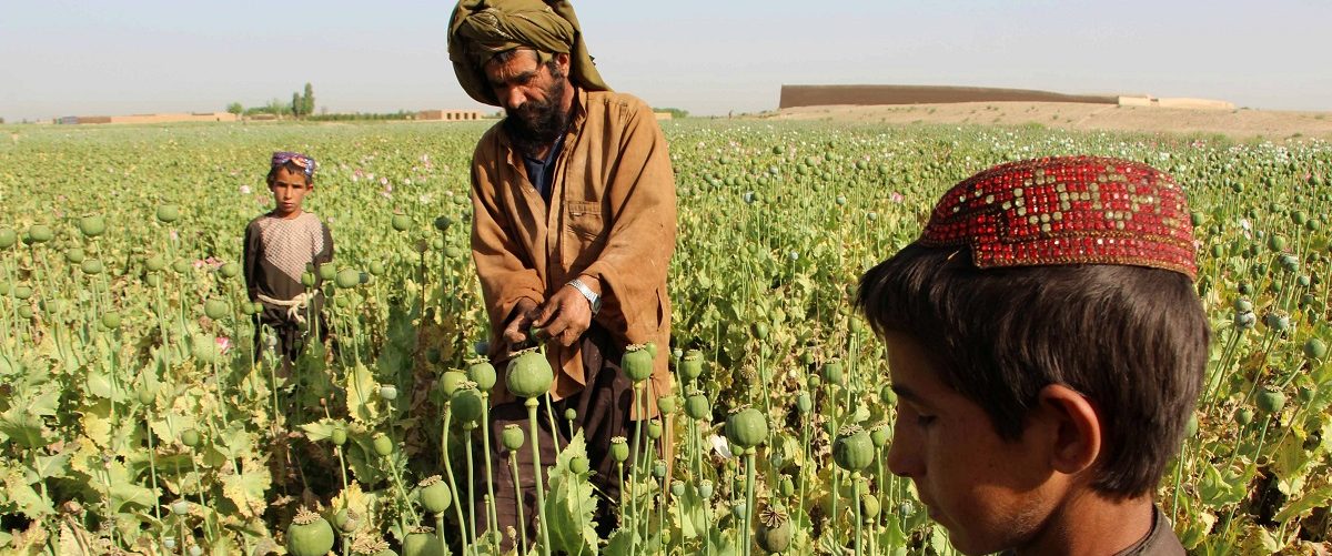 Afghan farmers harvest opium sap from a poppy field in the Gereshk district of Helmand on April 11, 2017.
The US government has spent billions of dollars on a war to eliminate drugs from Afghanistan, but the country still remains the world's top opium producer. Noor Mohammad/AFP/Getty Images.