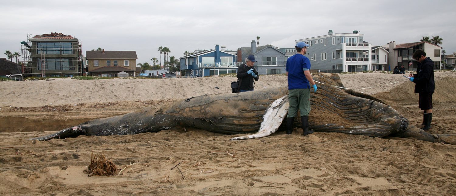 Researchers measure and examine before dissecting a Juvenile Humpback Whale to collect for study and education. Sunset Beach California(Shutterstock/mikeledray)