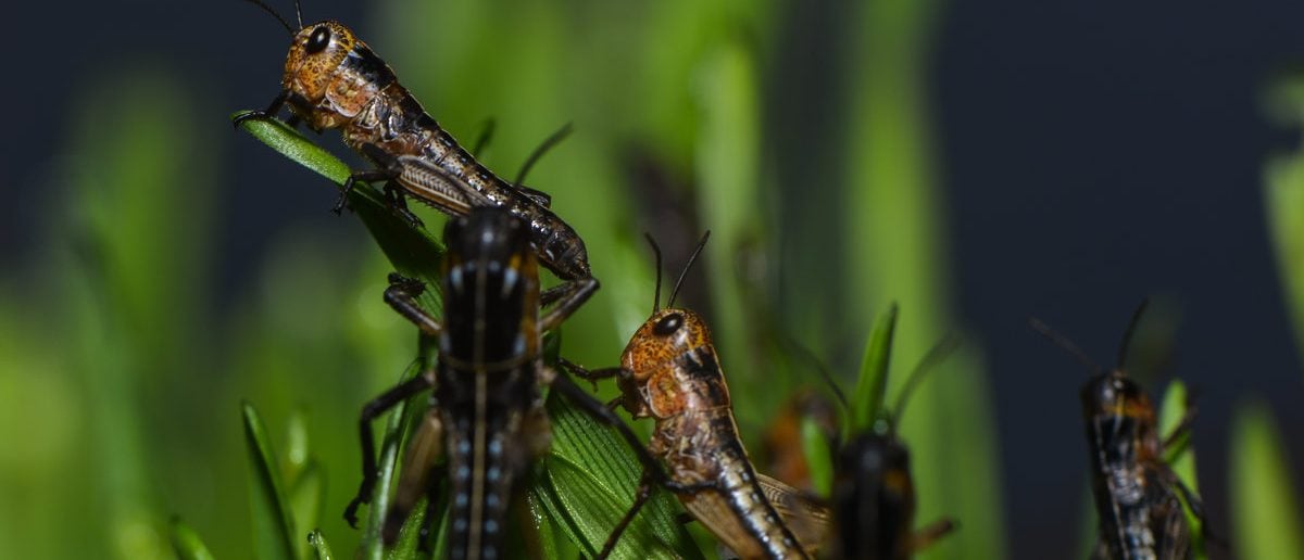 Swarms Of Locusts Are Coming, And Satellites Can Predict Them 3 Months