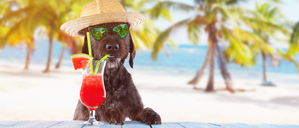 Beach Bar Serves Up Beer Just For Dogs | The Daily Caller