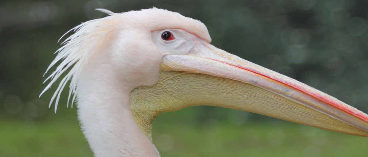 Feminist Scholar Analyzes History Of Pelicans And ...