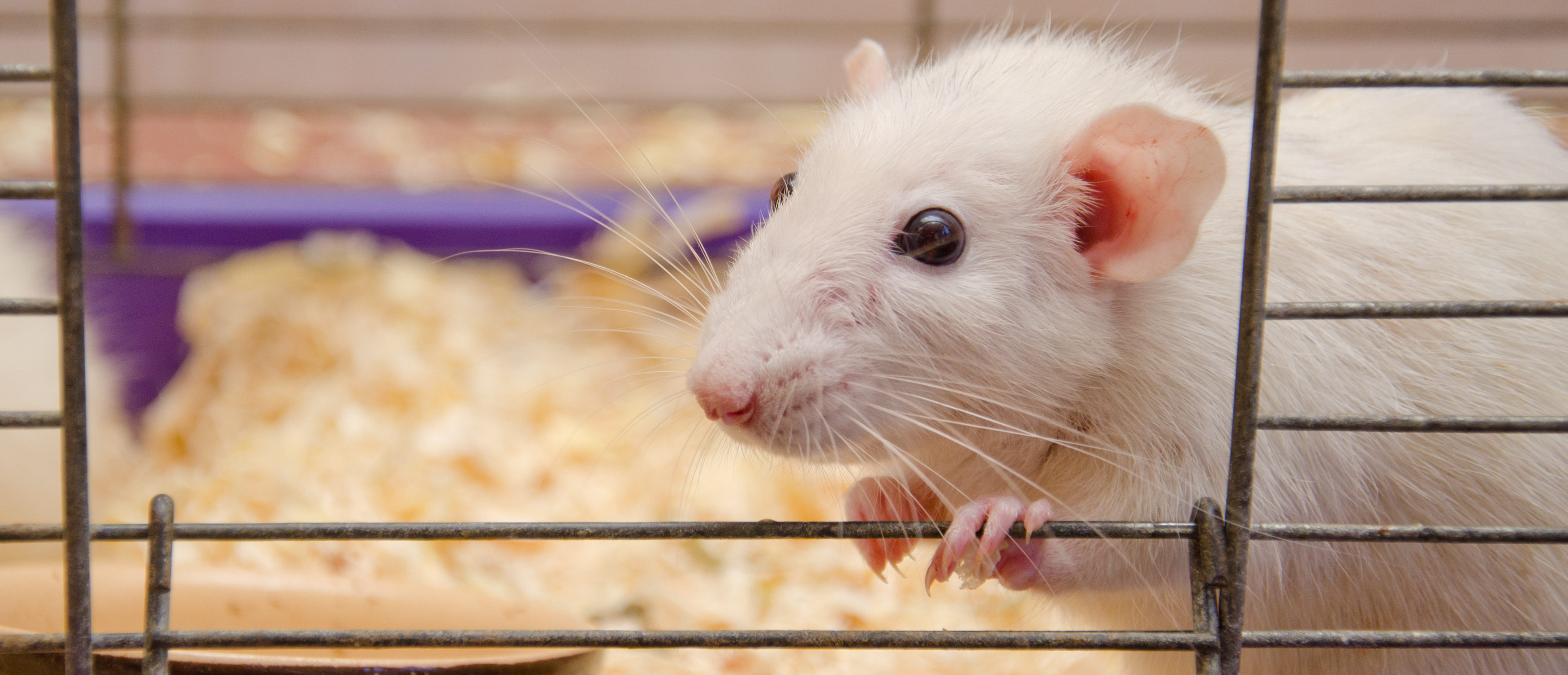 Lab_Mouse | Source: Kirill Kurashov/Shutterstock | EPA Exposed Animals To Air Pollutants