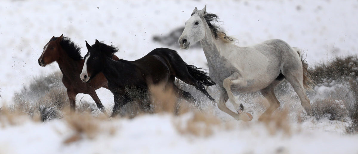 Feds Are Hitting Wild Horses With Darts Of Contraceptives To Control