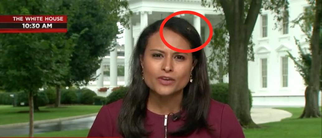 MSNBC reporter Kristen Welker stayed remarkably calm while battling a bee d...