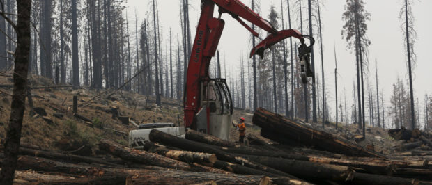 An active logging site is pictured among burned trees from last year's Rim fire near Groveland