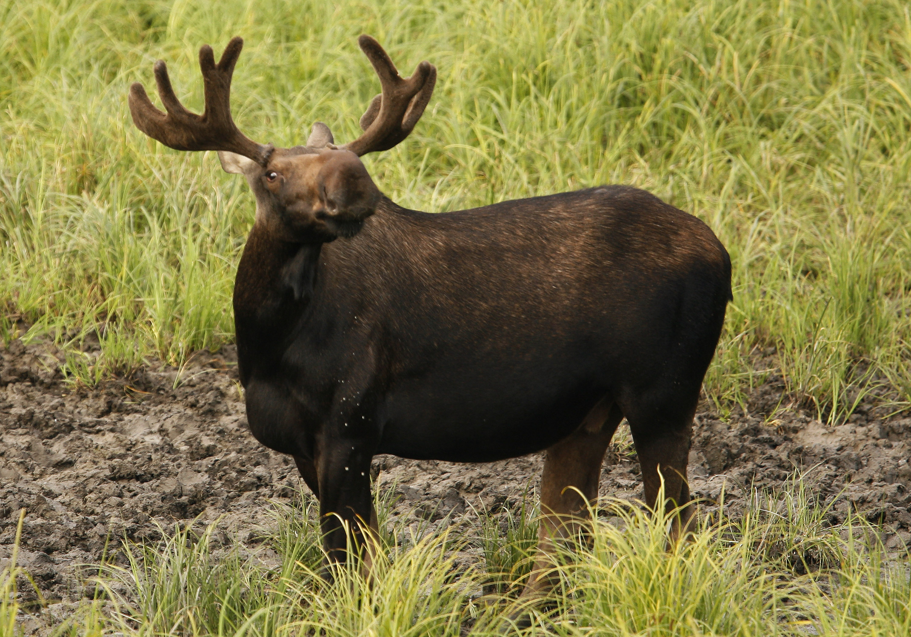 A bull moose looks up while grazing in a field near Anchorage, Alaska