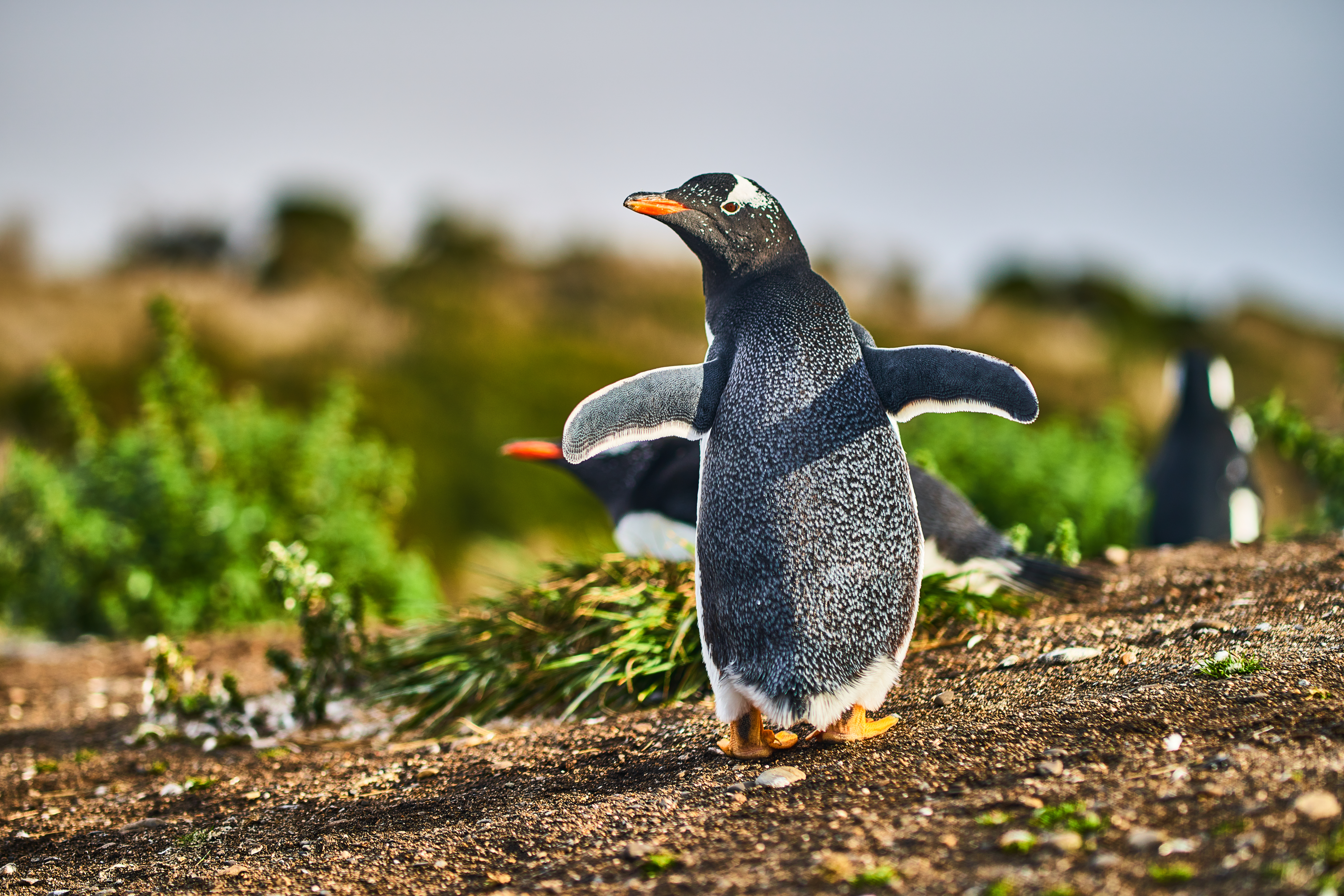 Penguin in Patagonia. Shutterstock