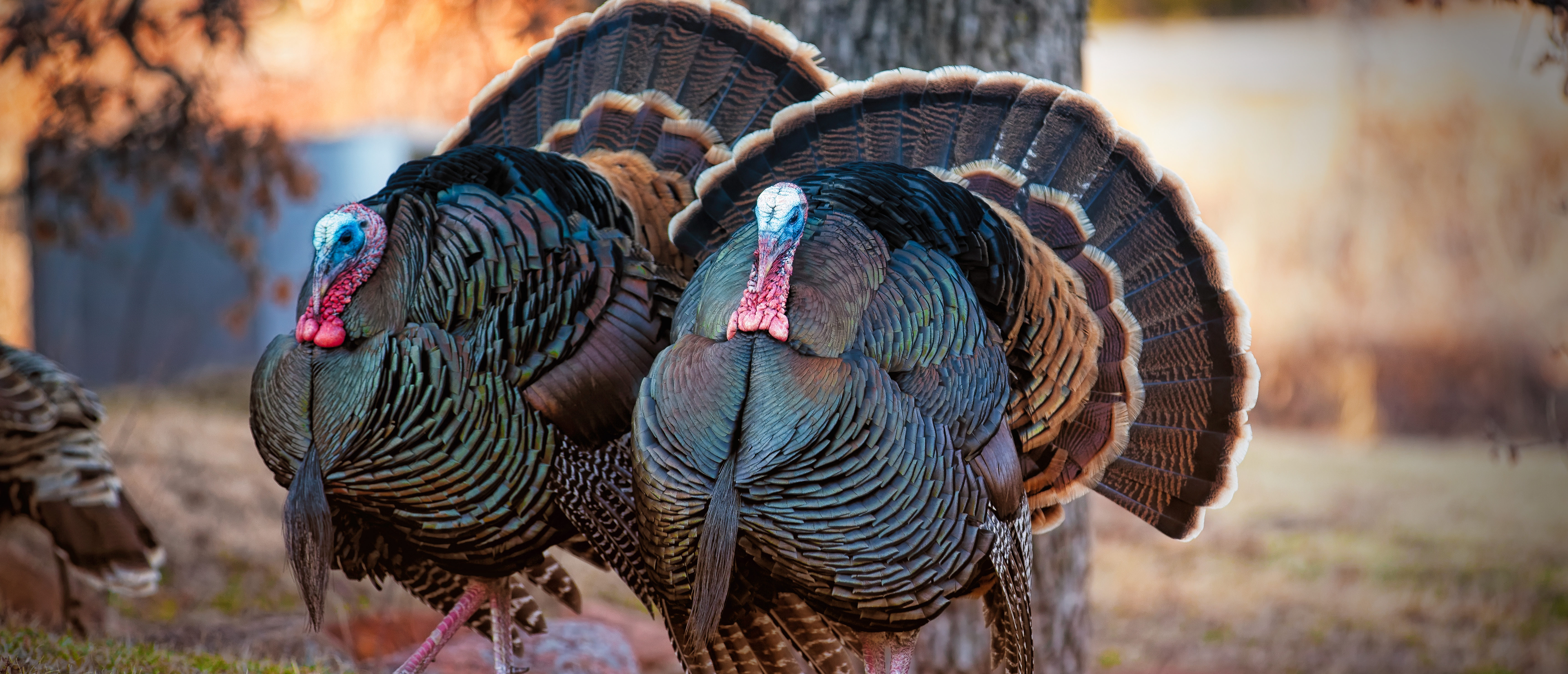 To Help Recover From A Turkey Coma Watch Turkeys Stampede Around A