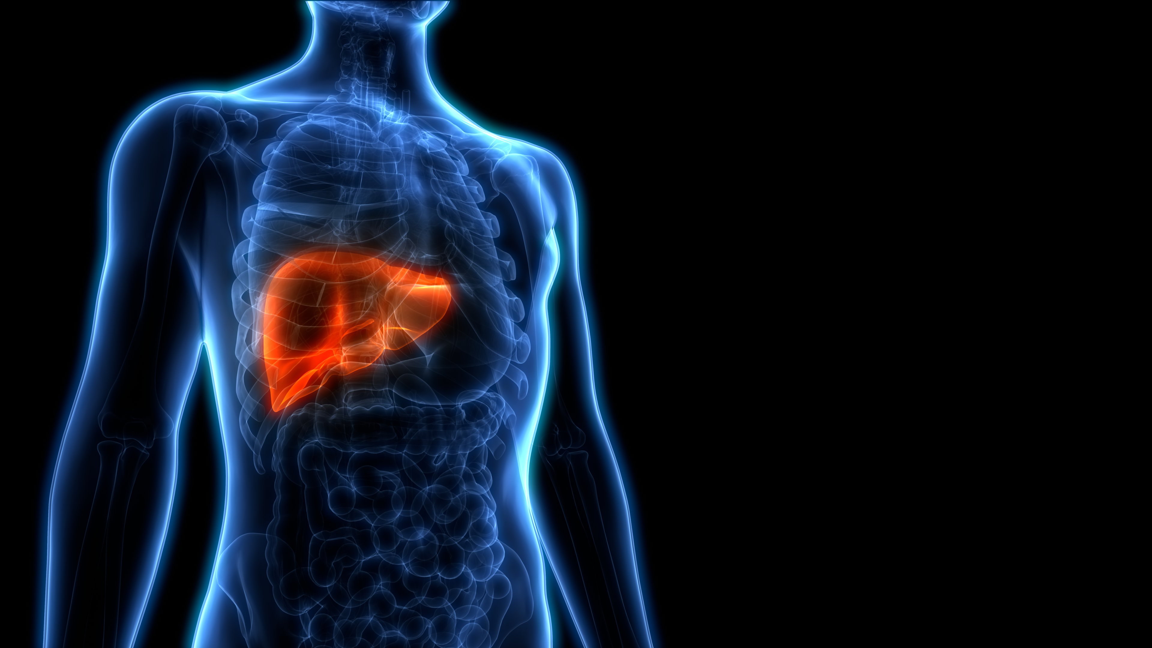 Pictured is the liver. SHUTTERSTOCK/ Magic mine