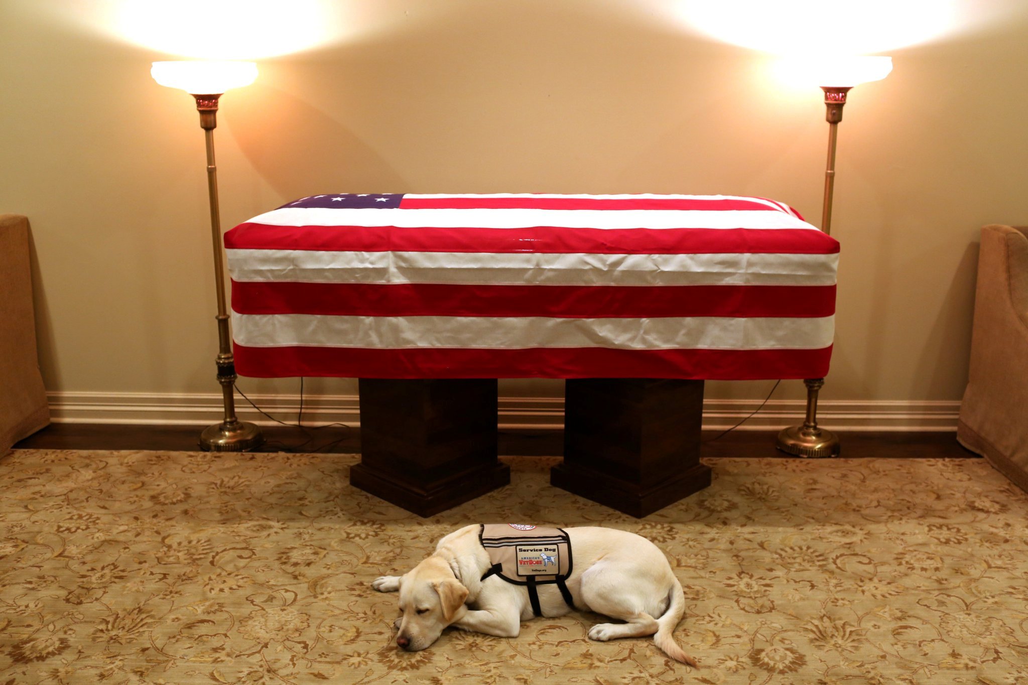 Sully, the service dog of former U.S. President George H.W. Bush in his final months, lays in front of Bush's casket at the George H. Lewis & Sons funeral home in Houston, Texas, U.S., December 3, 2018. (Courtesy Office of George H. W. Bush-Evan Sisley/Handout)