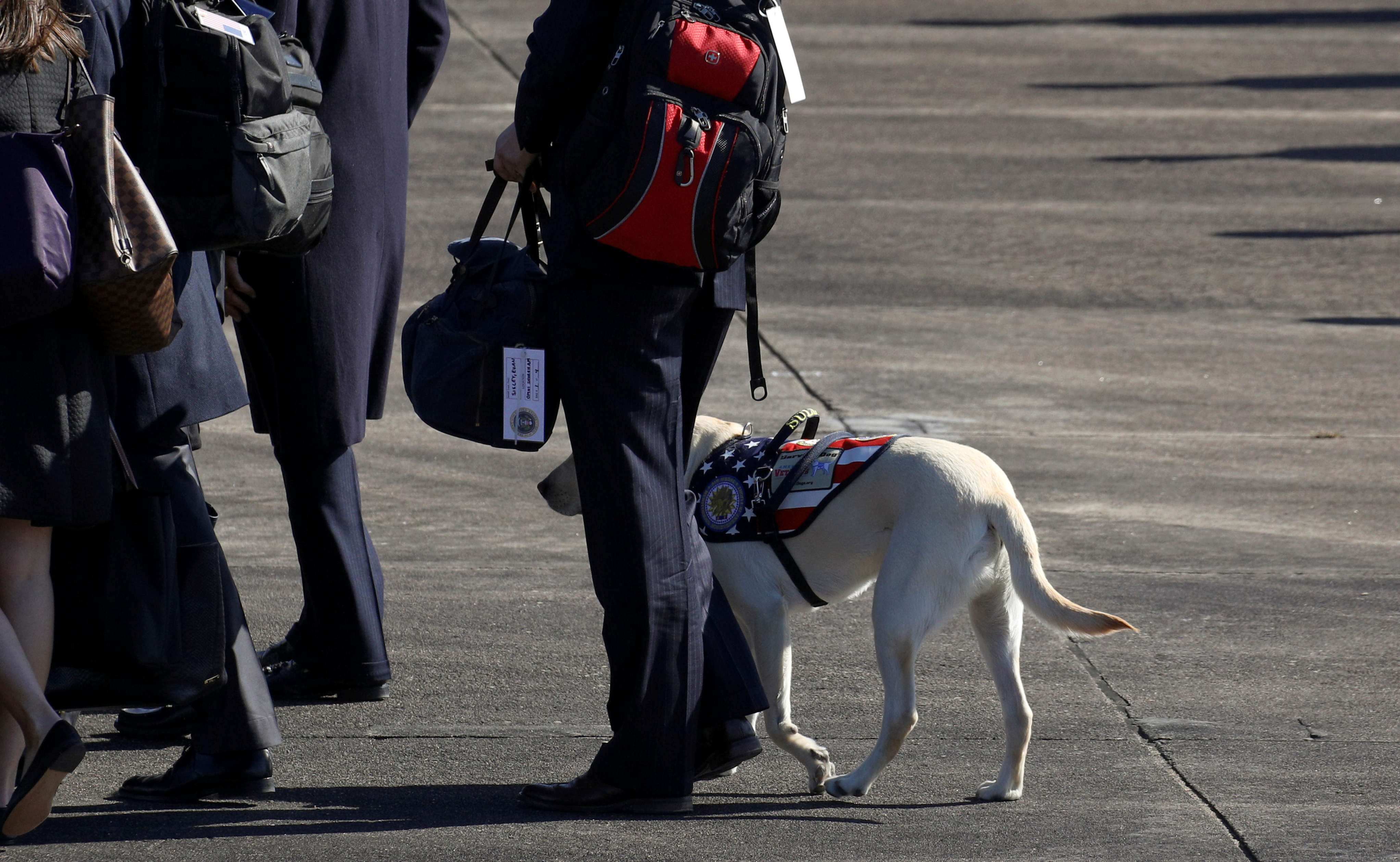 Former President George H.W. Bush's service dog Sully is seen at a departure ceremony during which the former president's casket was put on the Special Air Mission 41 plane at Ellington Field Joint Reserve Base in Houston, Texas, U.S., December 3, 2018. (REUTERS/Loren Elliott)
