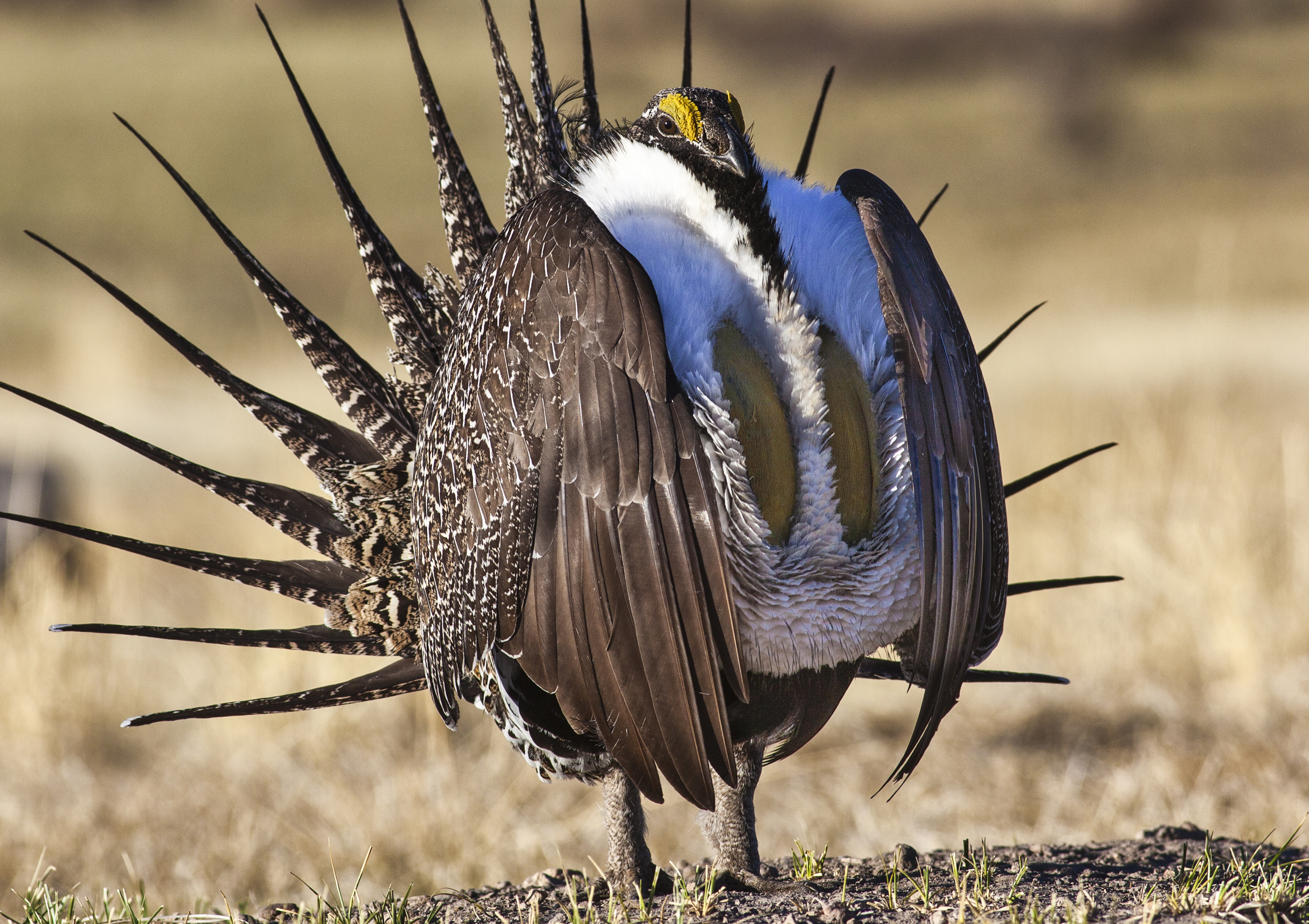 U.S. Bureau of Land Management photo shows a sage grouse in this undated photo. President Barack Obama's administration plans to protect the greater sage grouse in the western United States by limiting oil and gas development and renewable energy in the bird's habitat, under a federal plan released on May 28, 2015. REUTERS/Bob Wick/BLM