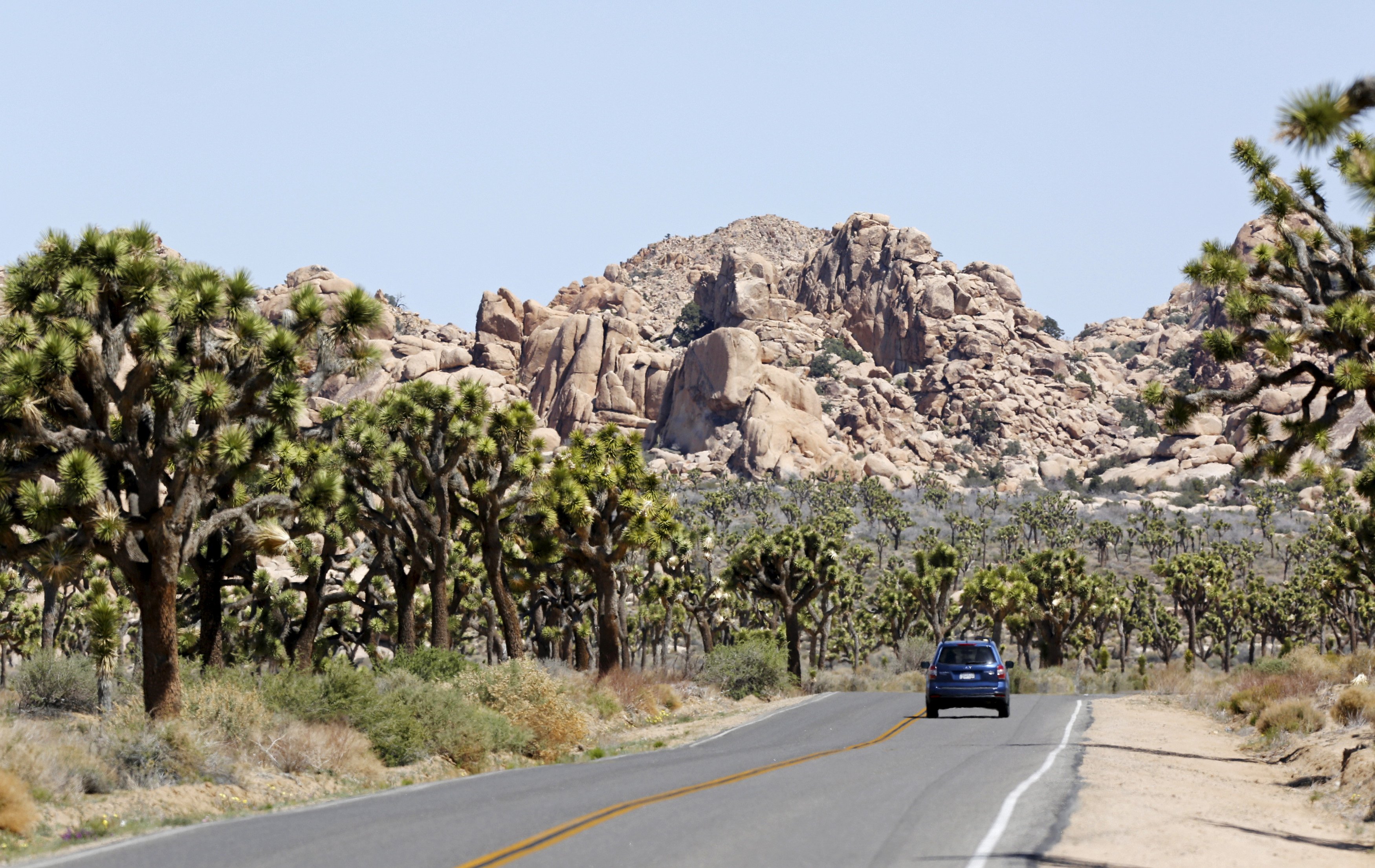 A car is driven in Joshua Tree National Park, California, in this photo taken April 16, 2015. REUTERS/ Sam Mircovich