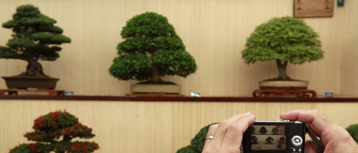 Thief Steals 400 Year Old Bonsai Tree Worth 90 000 Out Of Japanese Garden The Daily Caller