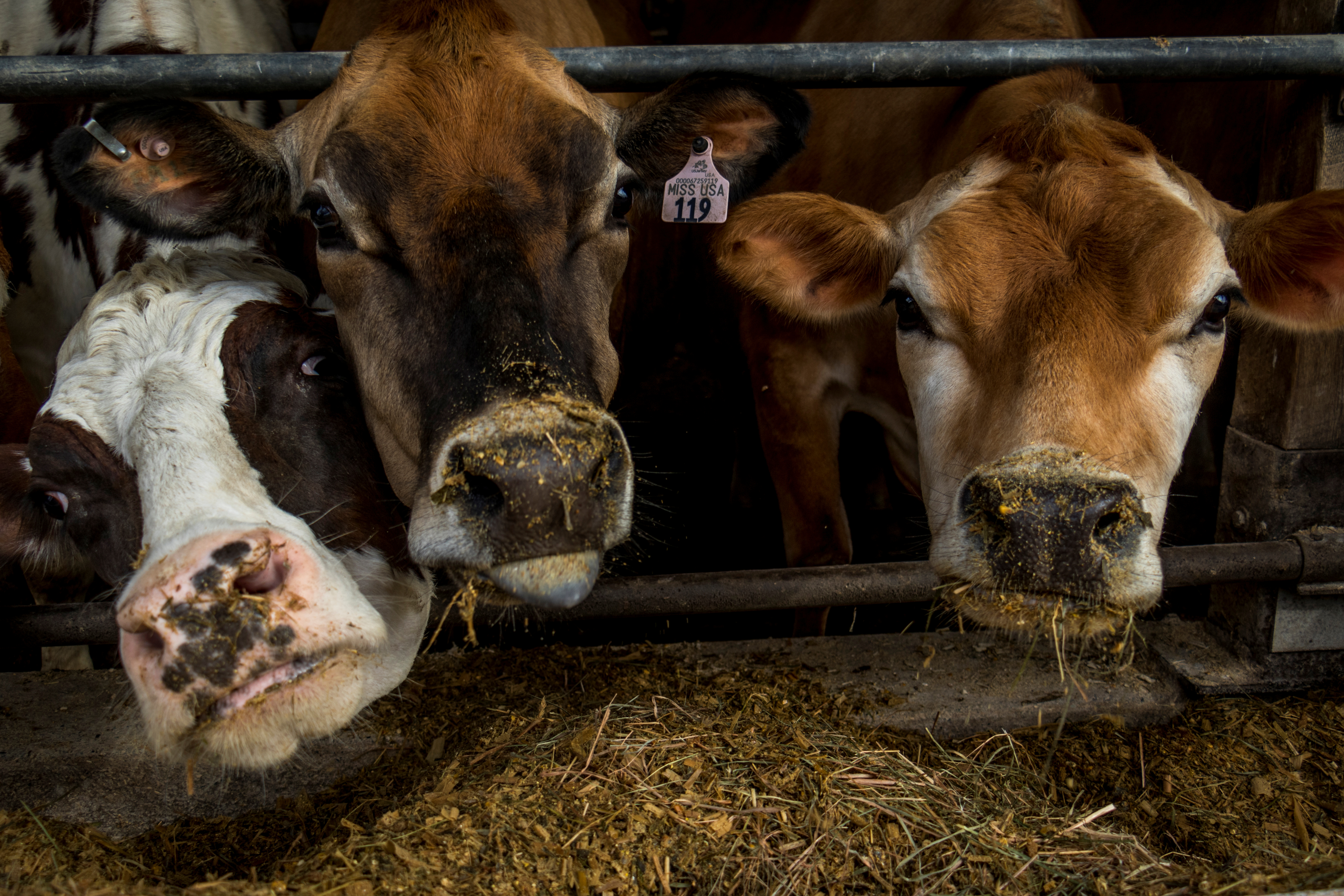 NAFTA deal gives little help to U.S. dairy farmers