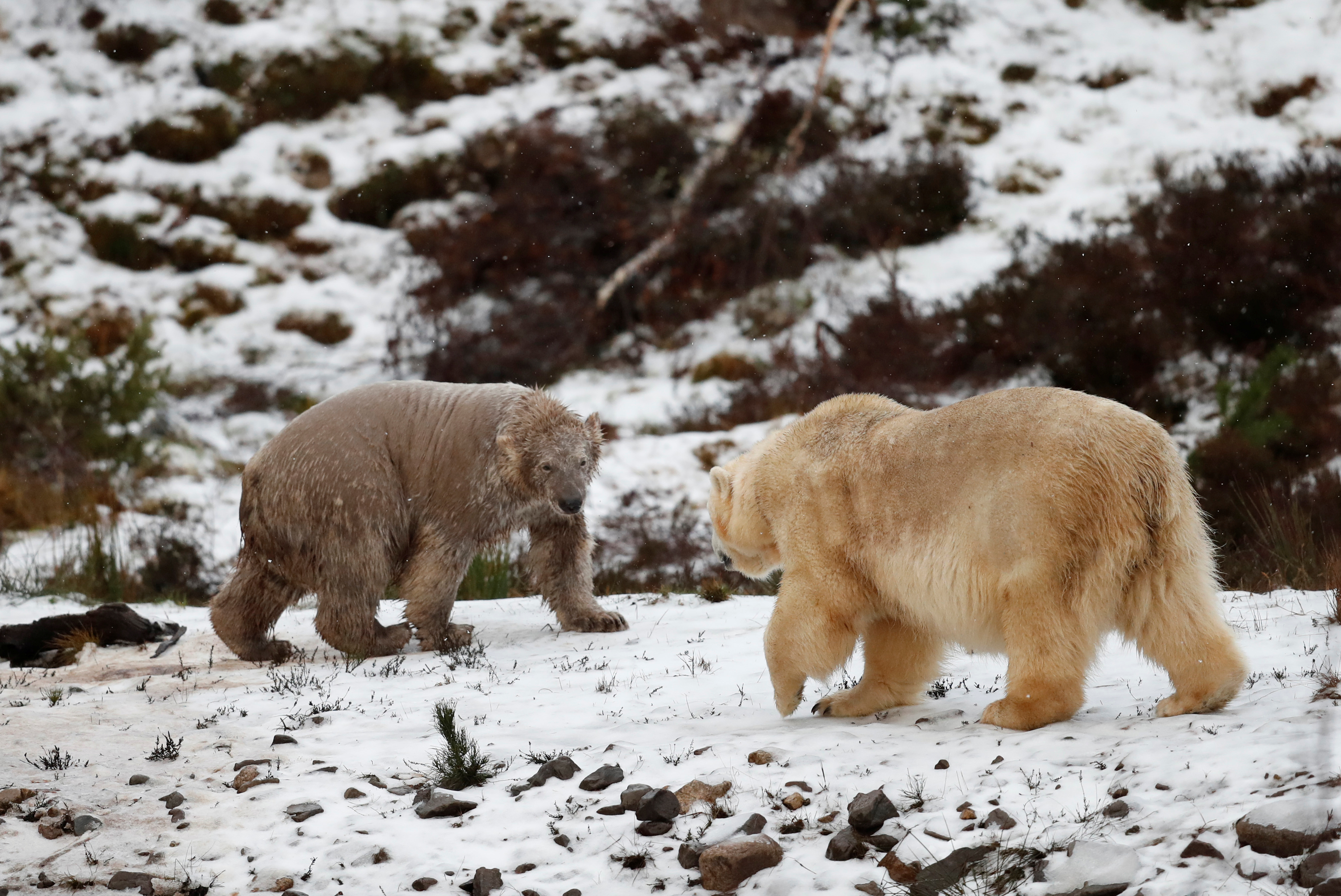 Hamish the polar bear and his mother Victoria walk in the Highland Wildlife Park in Kincraig, Scotland