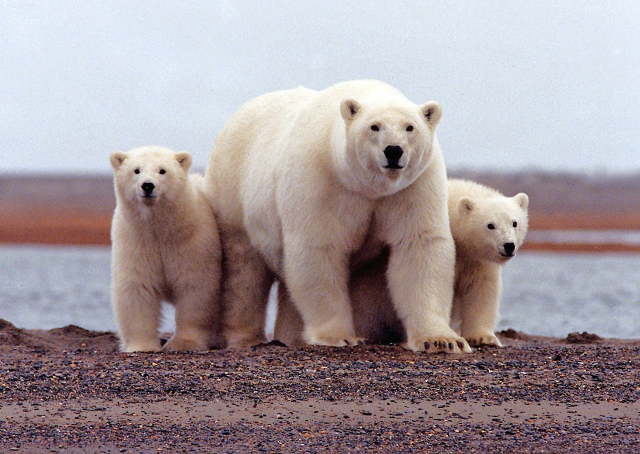 File photo of a polar bear keeping close to her young along the Beaufort Sea coast in the Arctic National Wildlife Refuge