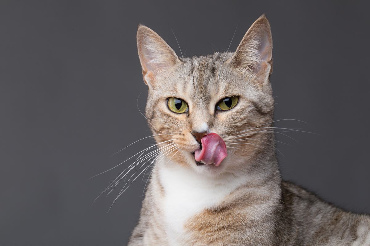 Cat smacking her lips. Shutterstock/AltamashUrooj