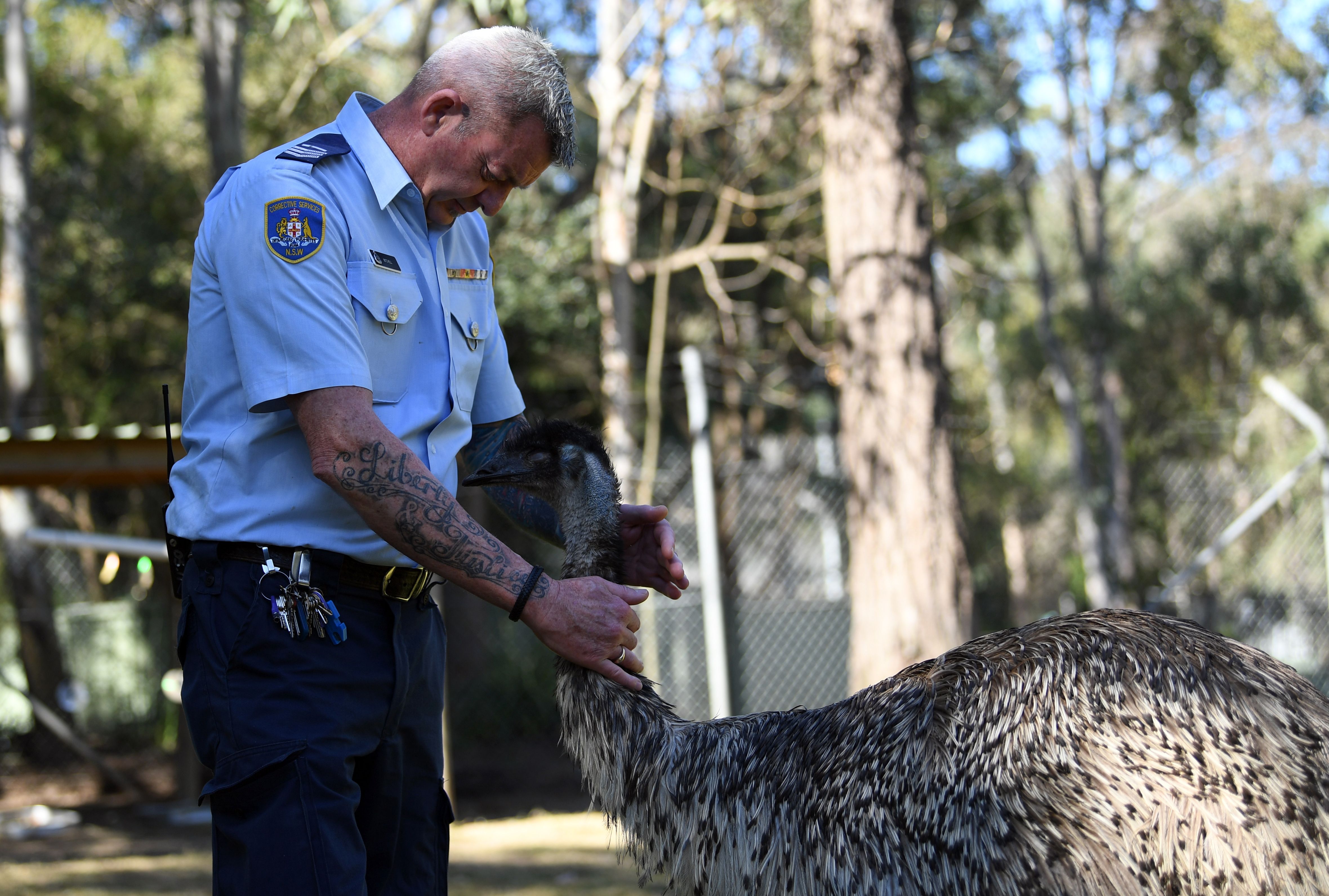 Officer in charge Ian Mitchell handles an emu inside an enclosure at John Morony Correctional Complex Wildlife Centre in Sydney on August 24, 2107. (SAEED KHAN/AFP/Getty Images)