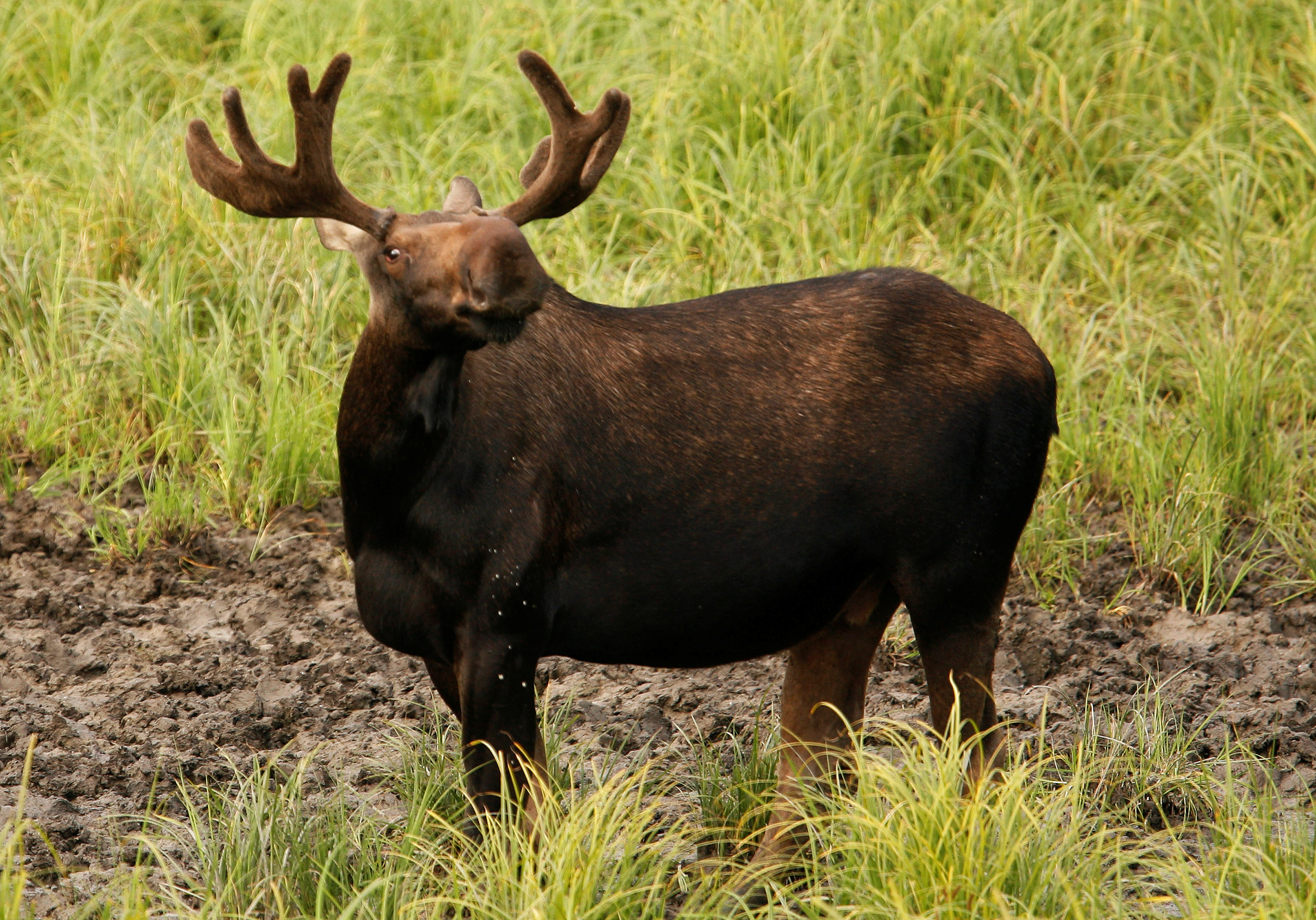A bull moose looks up while grazing in a field near Anchorage, Alaska on August 5, 2008. REUTERS/Lucas Jackson