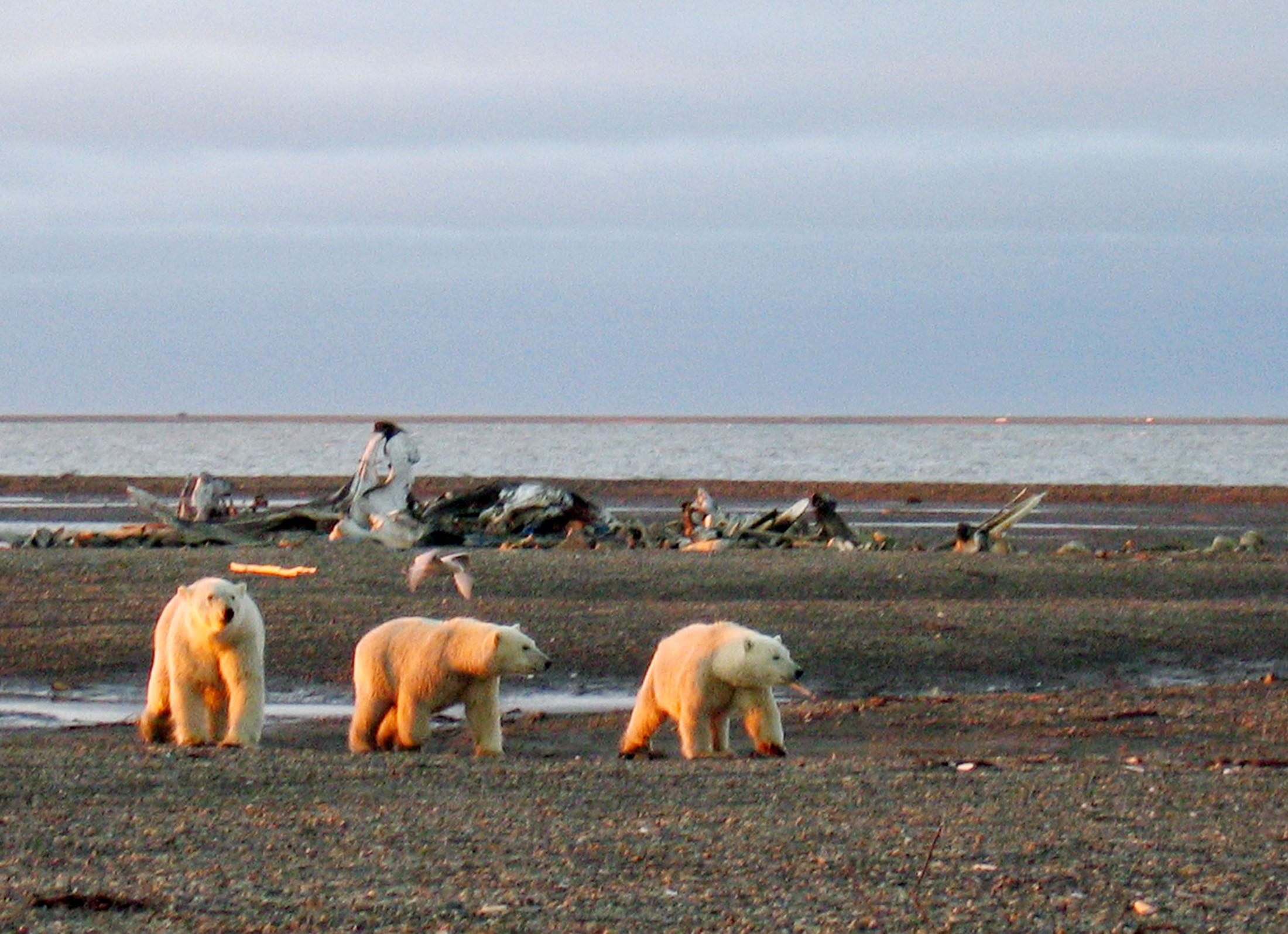 Polar bears are seen within the 1002 Area of the Arctic National Wildlife Refuge