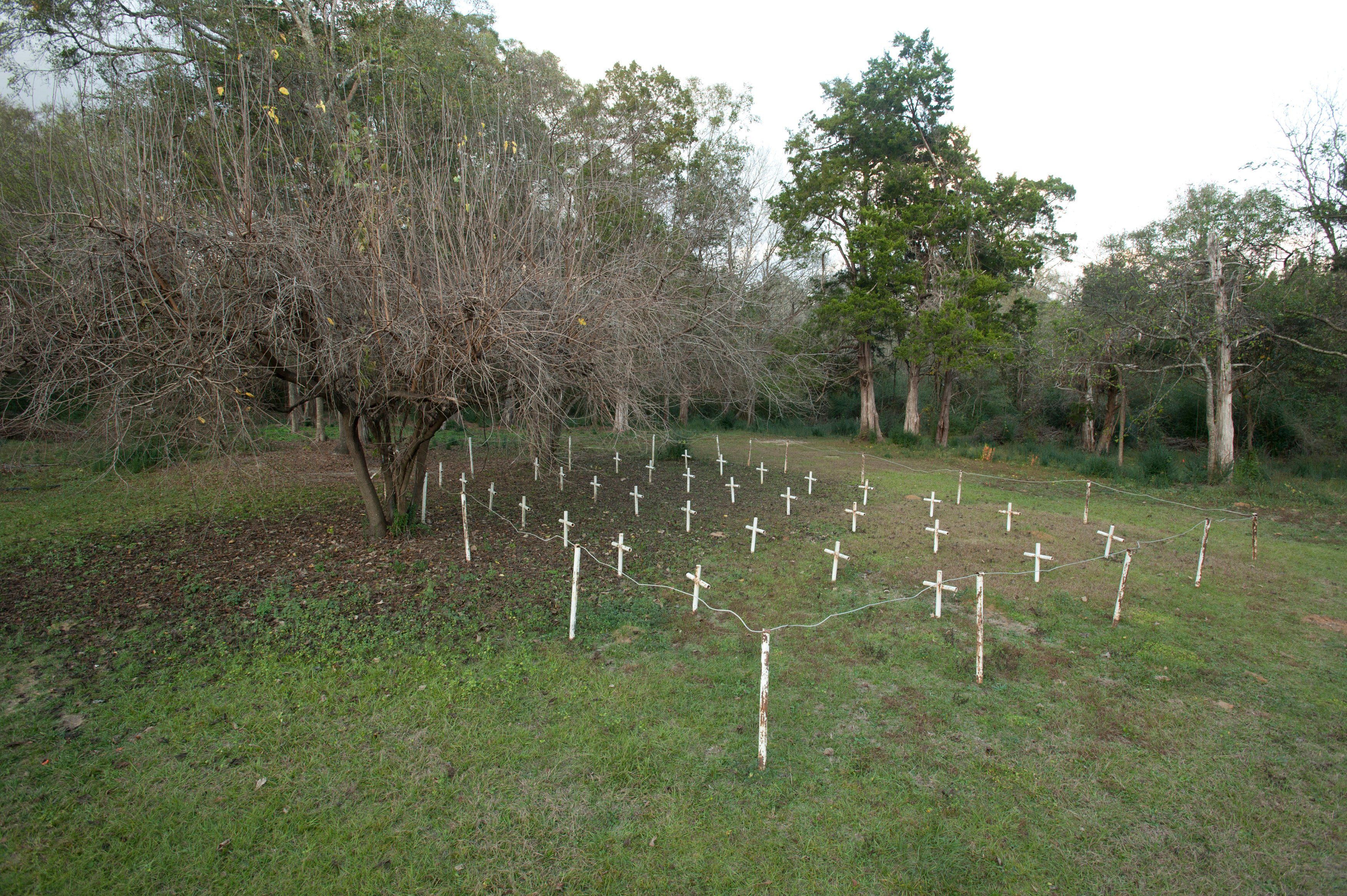 White metal crosses mark graves at the cemetery of the former Arthur G. Dozier School for Boys in Marianna, Florida, December 10, 2012. Investigators in Florida using ground-penetrating radar and soil samples said on Monday they had found at least 50 graves - 19 more than officially reported - on the grounds of a former state reform school for boys. REUTERS/Michael Spooneybarger (UNITED STATES - Tags: EDUCATION SOCIETY) - TM3E8CA1J0O01