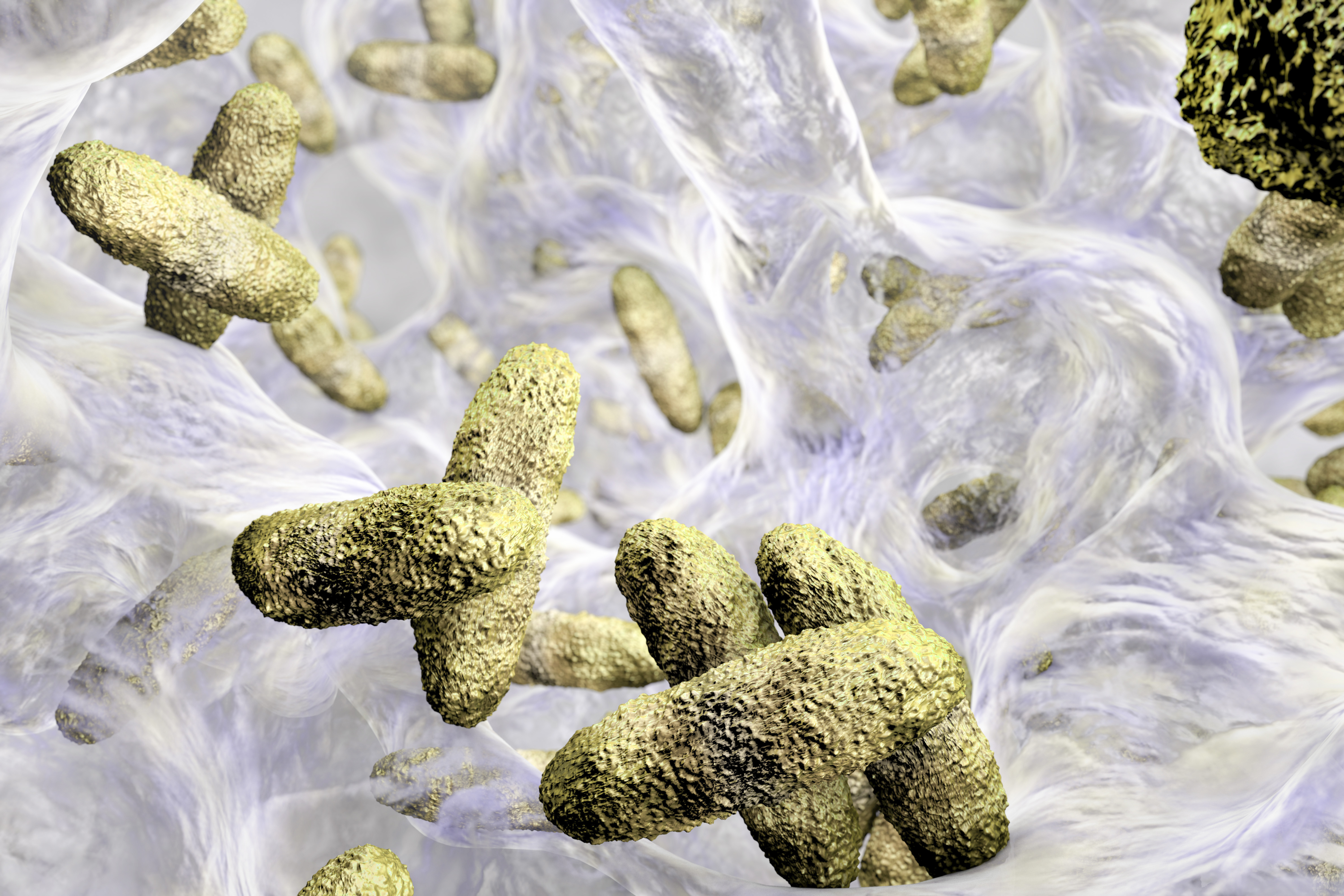 Biofilm containing bacteria Klebsiella, 3D illustration. Gram-negative rod-shaped bacteria which are often nosocomial antibiotic resistant. (Kateryna Kon/Shutterstock)