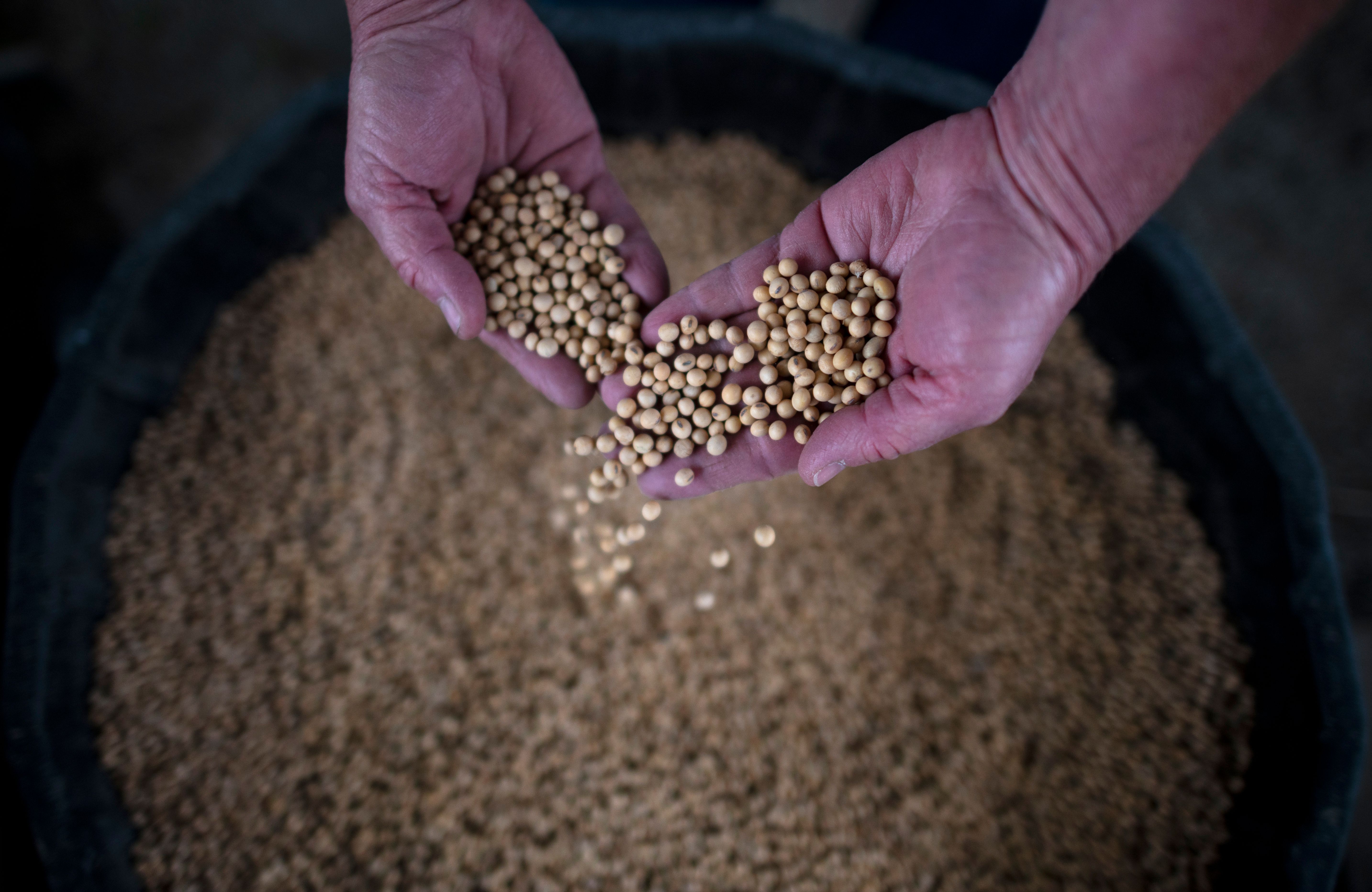 A farmer holds soybean from the 2018 harvest, on May 5, 2019, at her farm in Scribber, Nebraska. Among the top 15 U.S. states exporting to China, many have been hit hard by China's retaliatory tariffs on soy, pork or in the aviation sector. (JOHANNES EISELE/AFP/Getty Images)