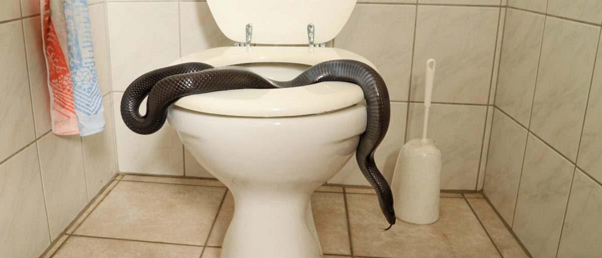 Snake fished out of toilet, claimed by owners miles away