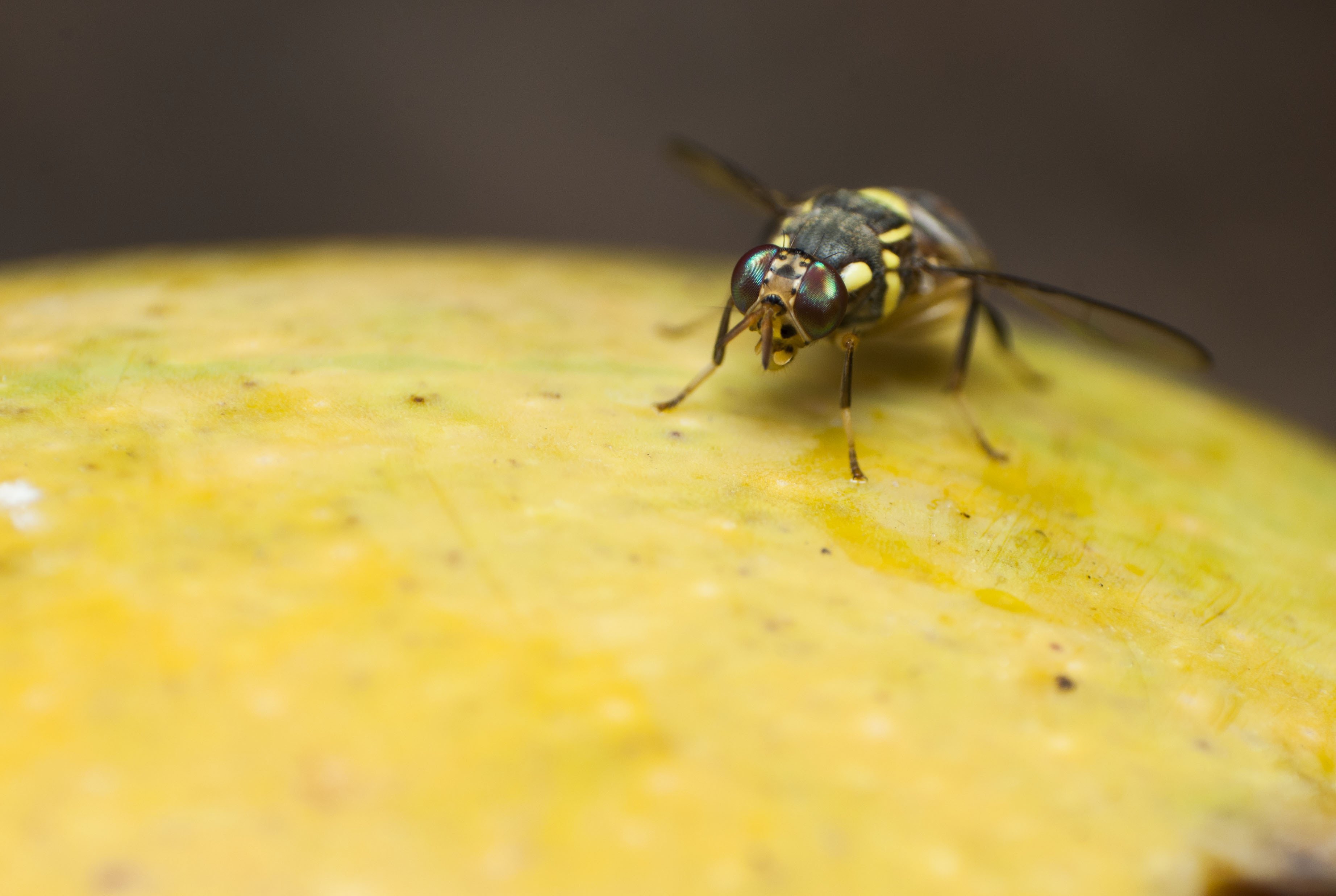 Pictured is a fruit fly. SHUTTERSTOCK/PYP