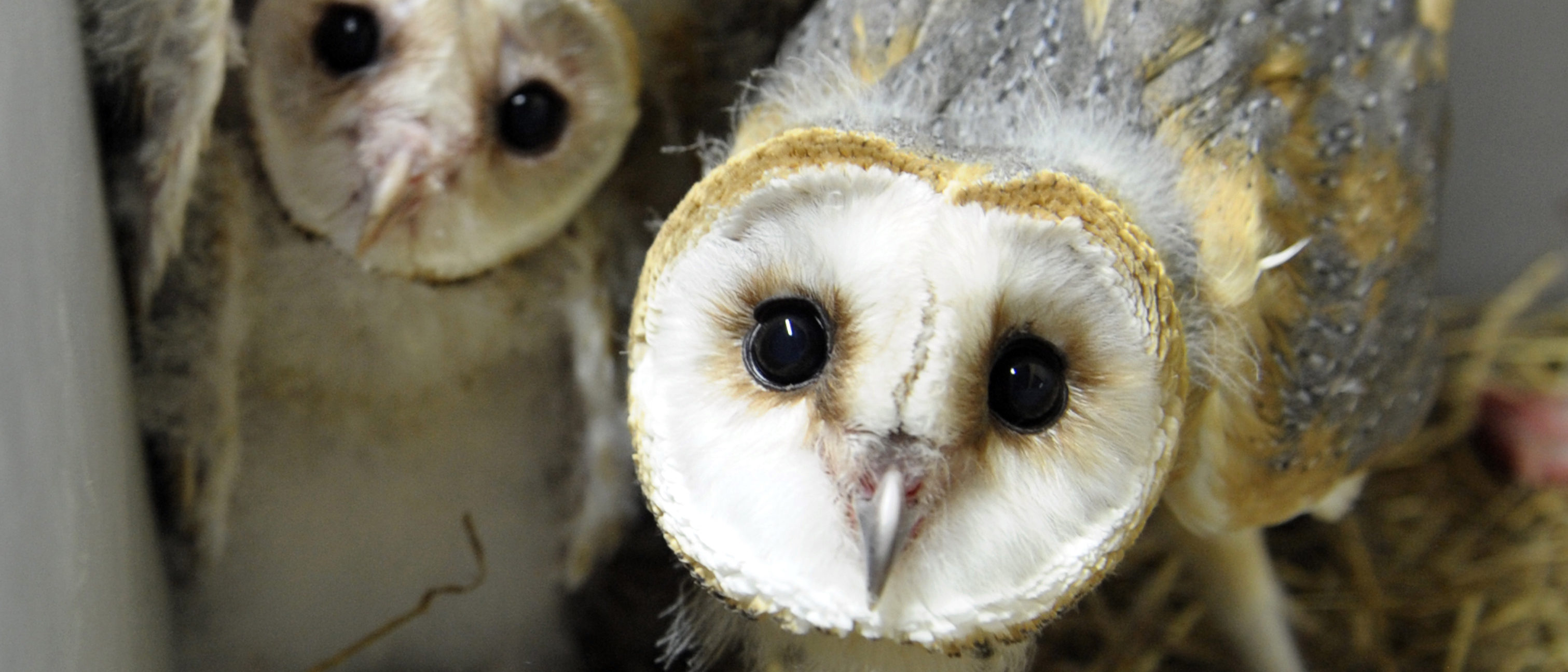 Roe John Hopkins Experiments On Barn Owls In A Little Shop Of