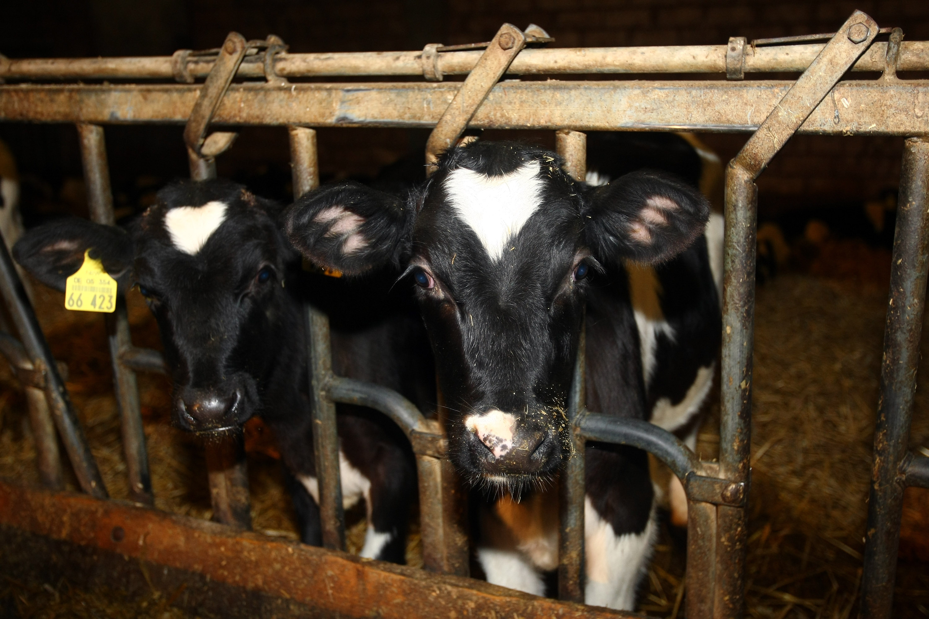 Young calves are seen at the farm Baumhoegger-Wieden of farmer Klaus Wieden (Christof Koepsel/Getty Images)