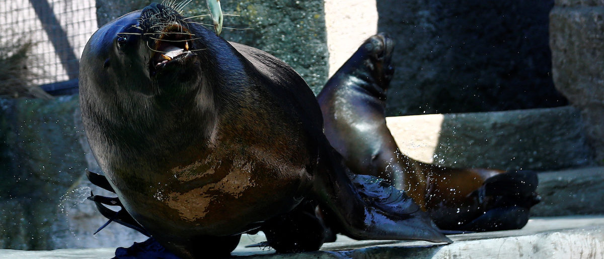 Sea lion attacks and injures woman in San Francisco - ABC News