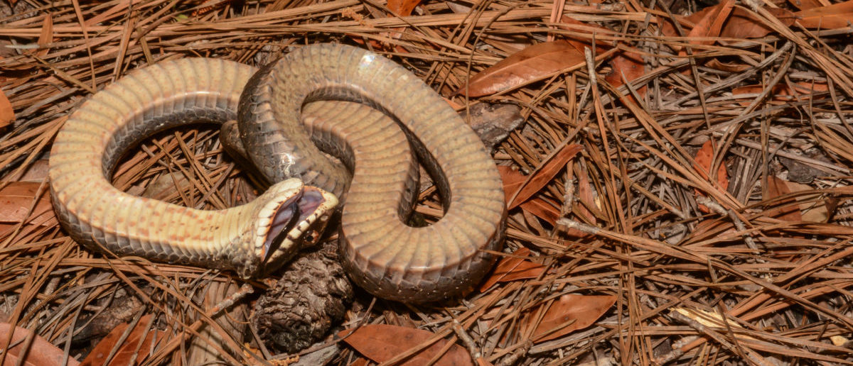 North Carolina officials cast spotlight on 'zombie snakes