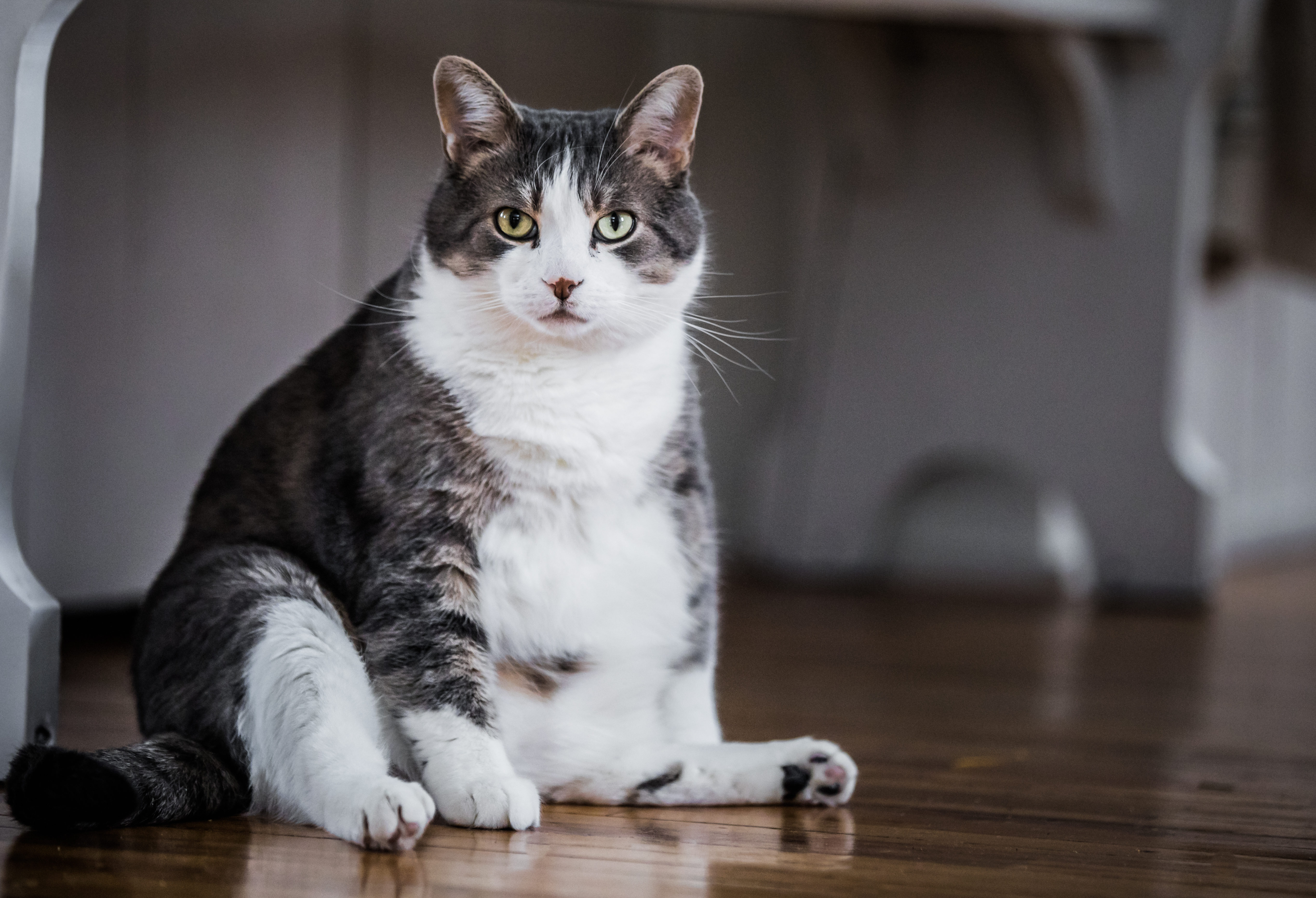 Fat Cats: New Study Finds Felines Are Getting Chubbier. Photo by Shutterstock.