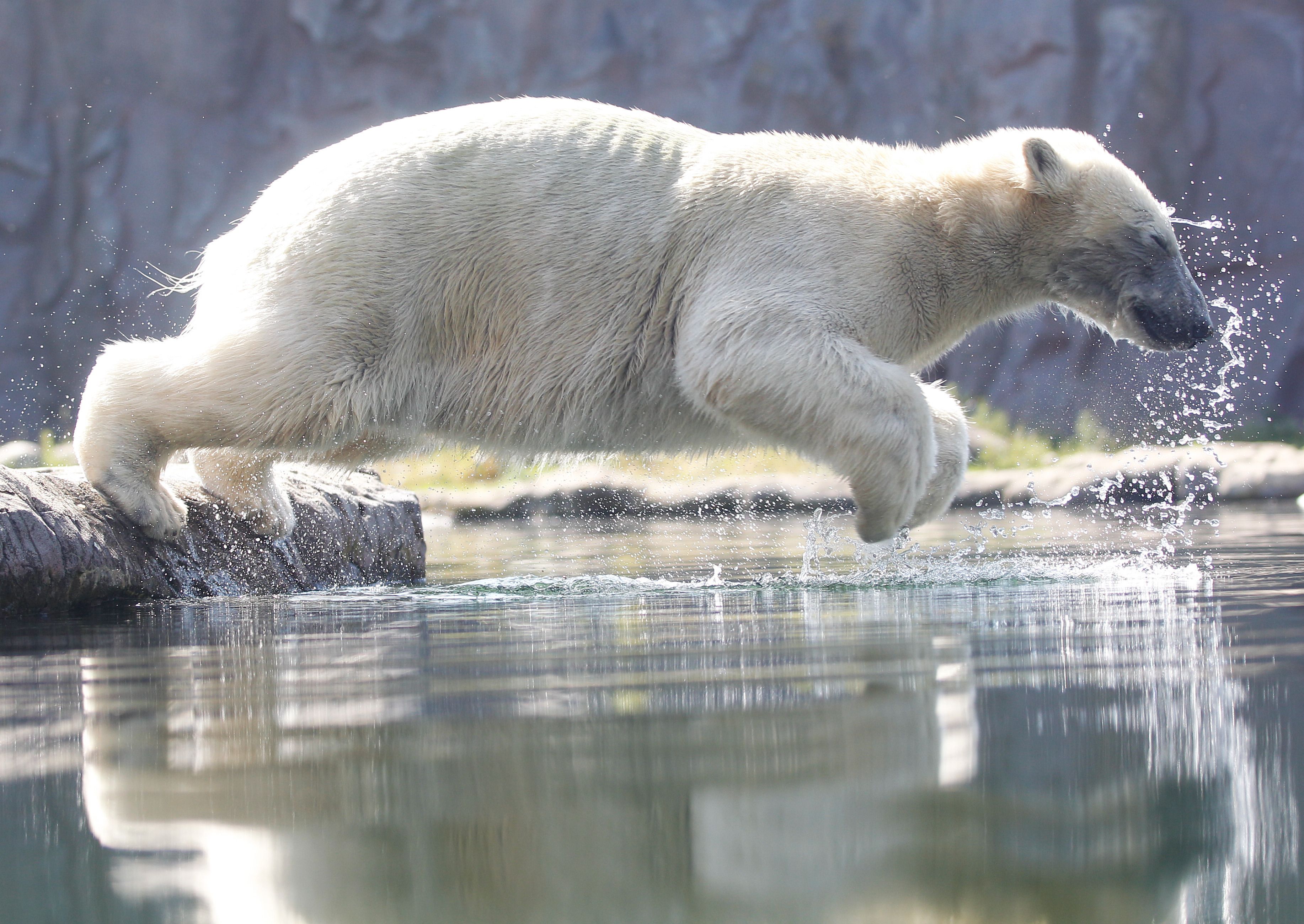 A polar bear named Nanook jumps in the water at the zoo in Gelsenkirchen, western Germany on June 25, 2019 as temperatures topped 33 degrees Celsius. (Photo credit ROLAND WEIHRAUCH/AFP/Getty Images)
