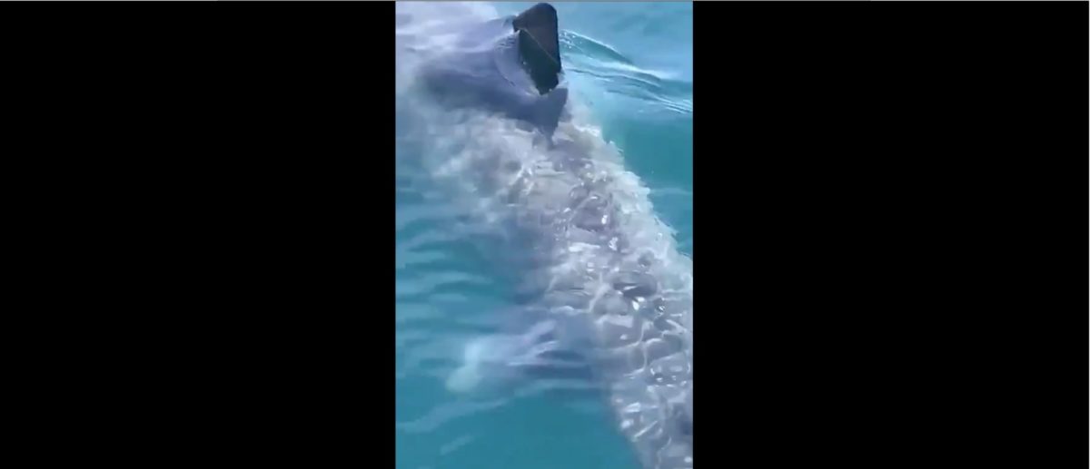 Gigantic Shark Spotted Off The Coast Of Martha’s Vineyard. The Video Is