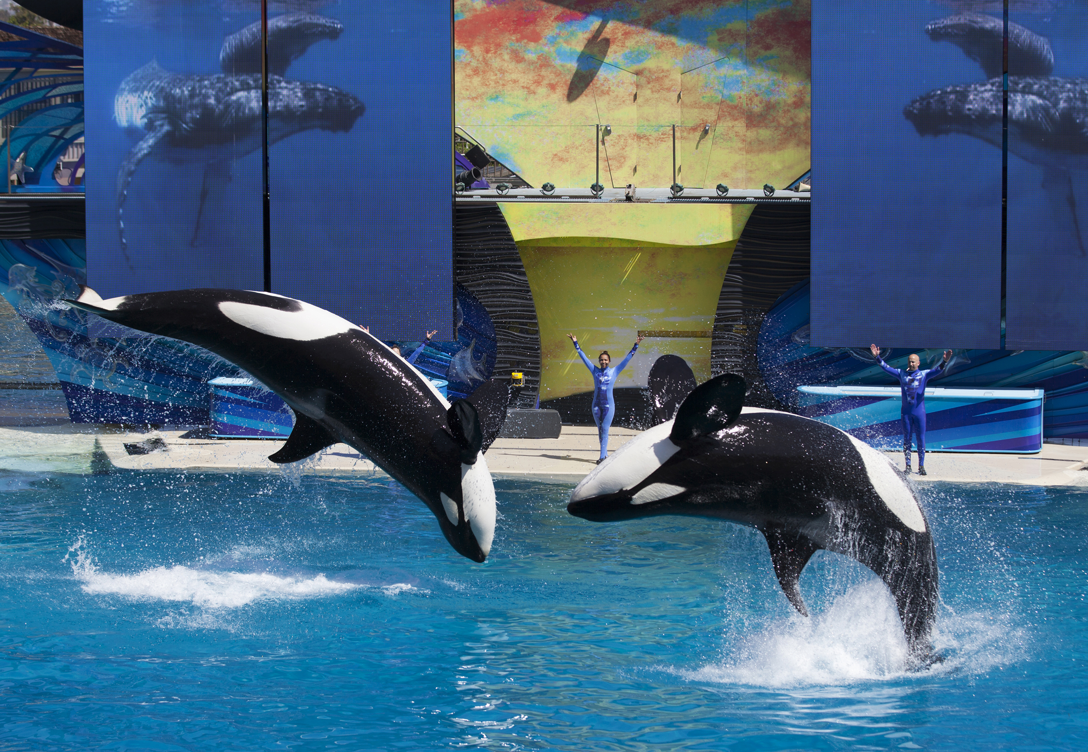 Trainers have Orca killer whales perform for the crowd during a show at the animal theme park SeaWorld in San Diego, California March 19, 2014. (REUTERS/Mike Blake)