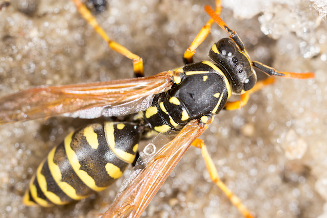 Angry Wasp (Photo: Shutterstock By schankz)