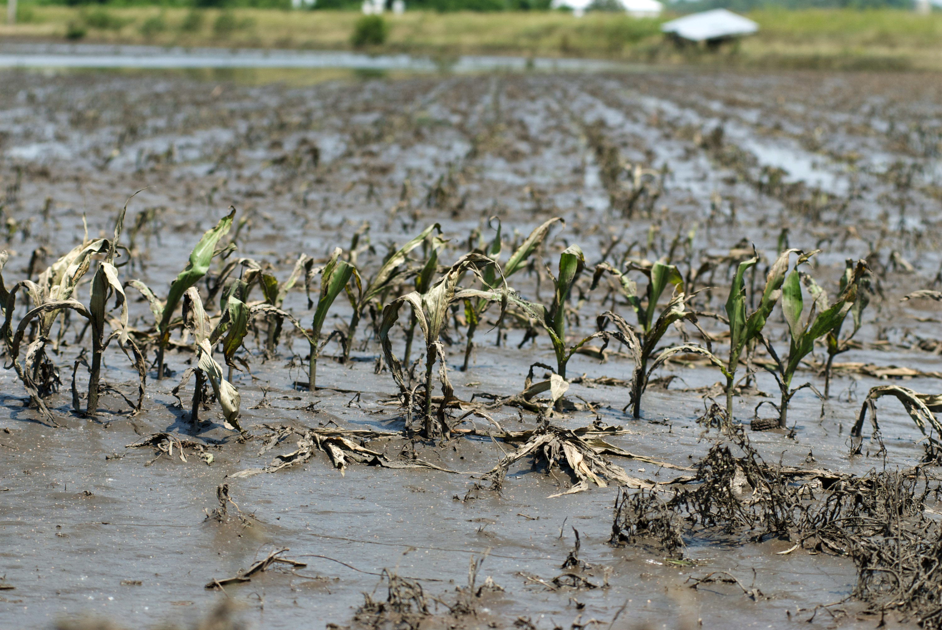 Damaged and dying corn are seen at Mike Russell's farm on June 18, 2008 outside of Mt. Vernon, Iowa. (David Greedy/Getty Images)