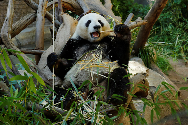 Giant male panda Xiao Liwu eats a meal of bamboo at the San Diego Zoo prior to his repatriation to China with his mother Bai Yun, bringing an end to a 23-year-long panda research program in San Diego, California, U.S., April 18, 2019. Picture taken April 18, 2019. REUTERS/Mike Blake 