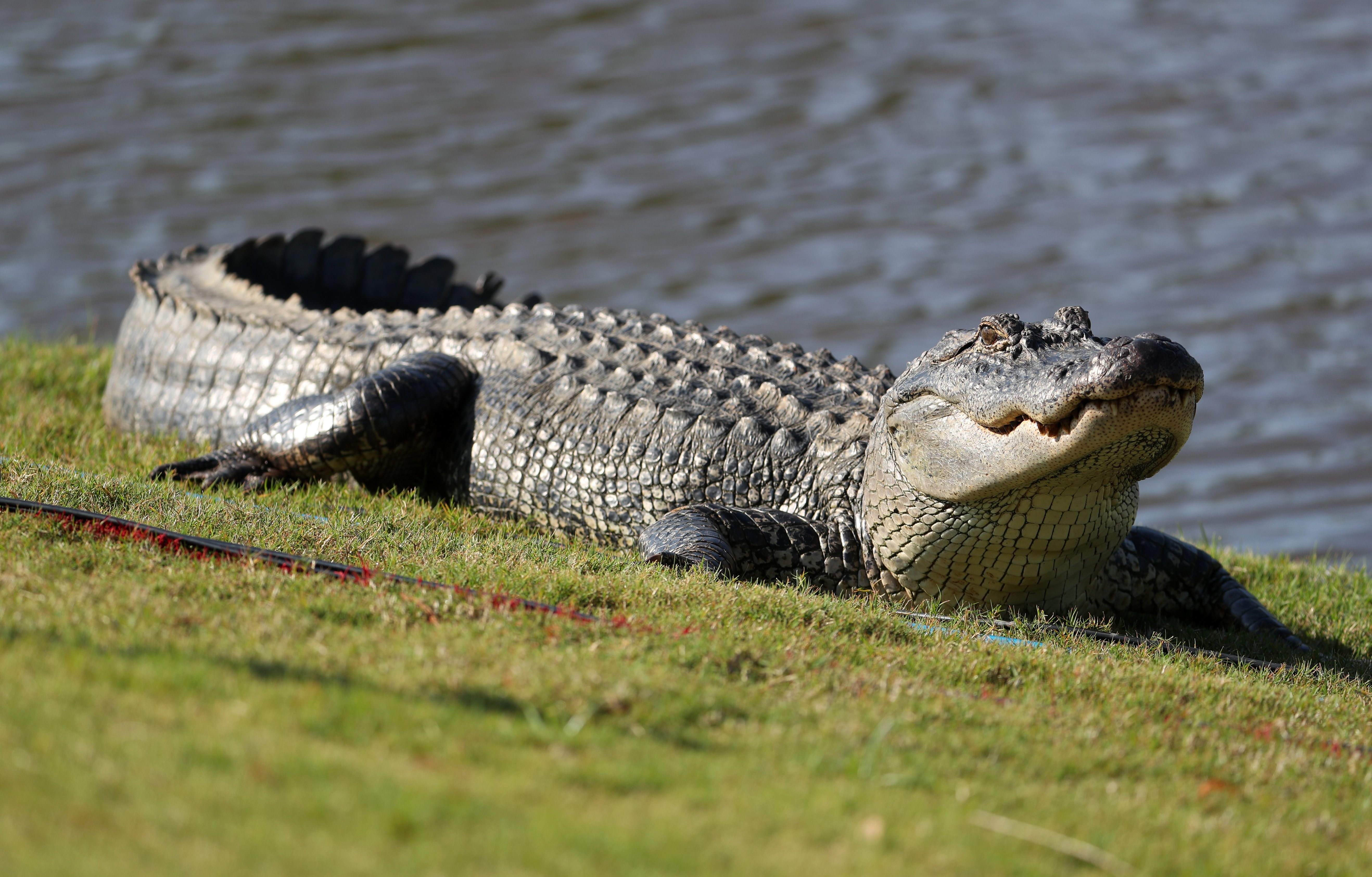 An alligator is seen near the seventh green during the first round of the Zurich Classic at TPC Louisiana on April 25, 2019 in Avondale, Louisiana. (Photo by Chris Graythen/Getty Images)