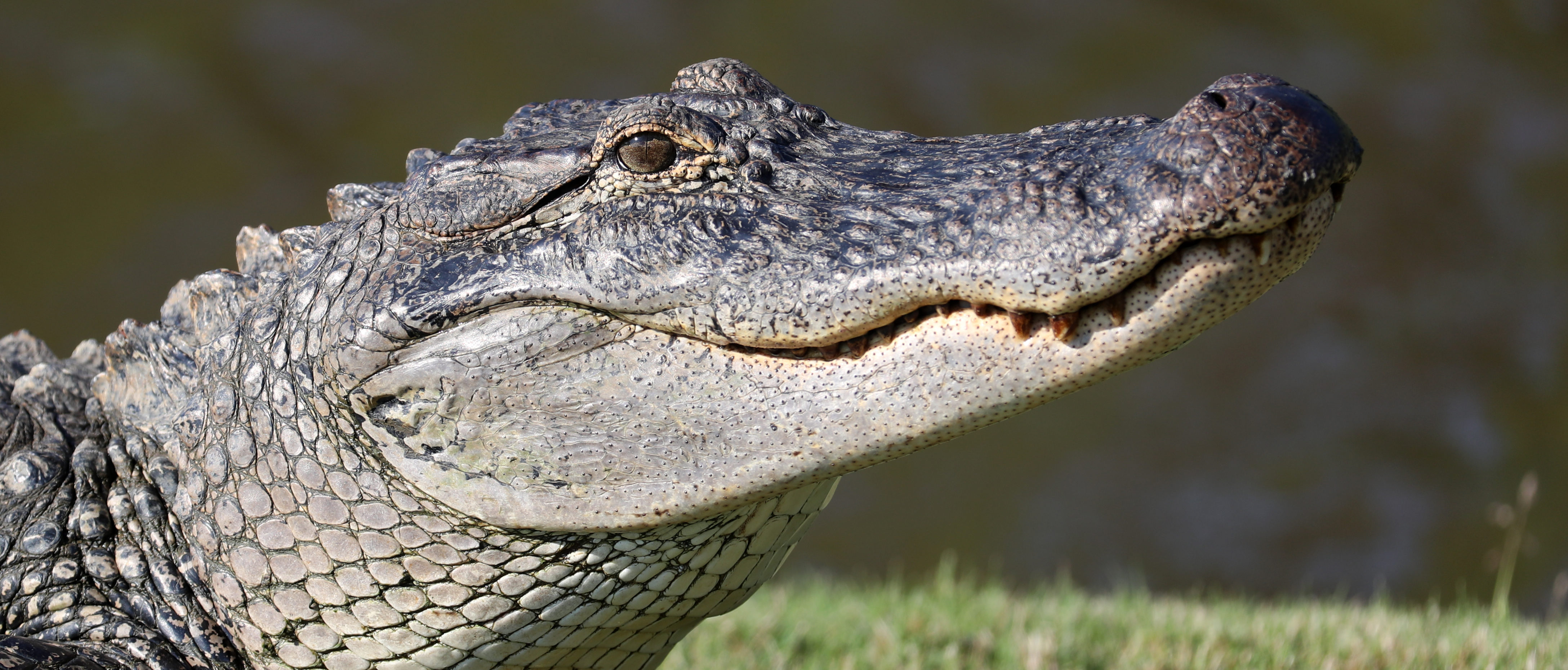 Woman Attacked By 9-Foot Alligator In Hilton Head, South Carolina | The ...