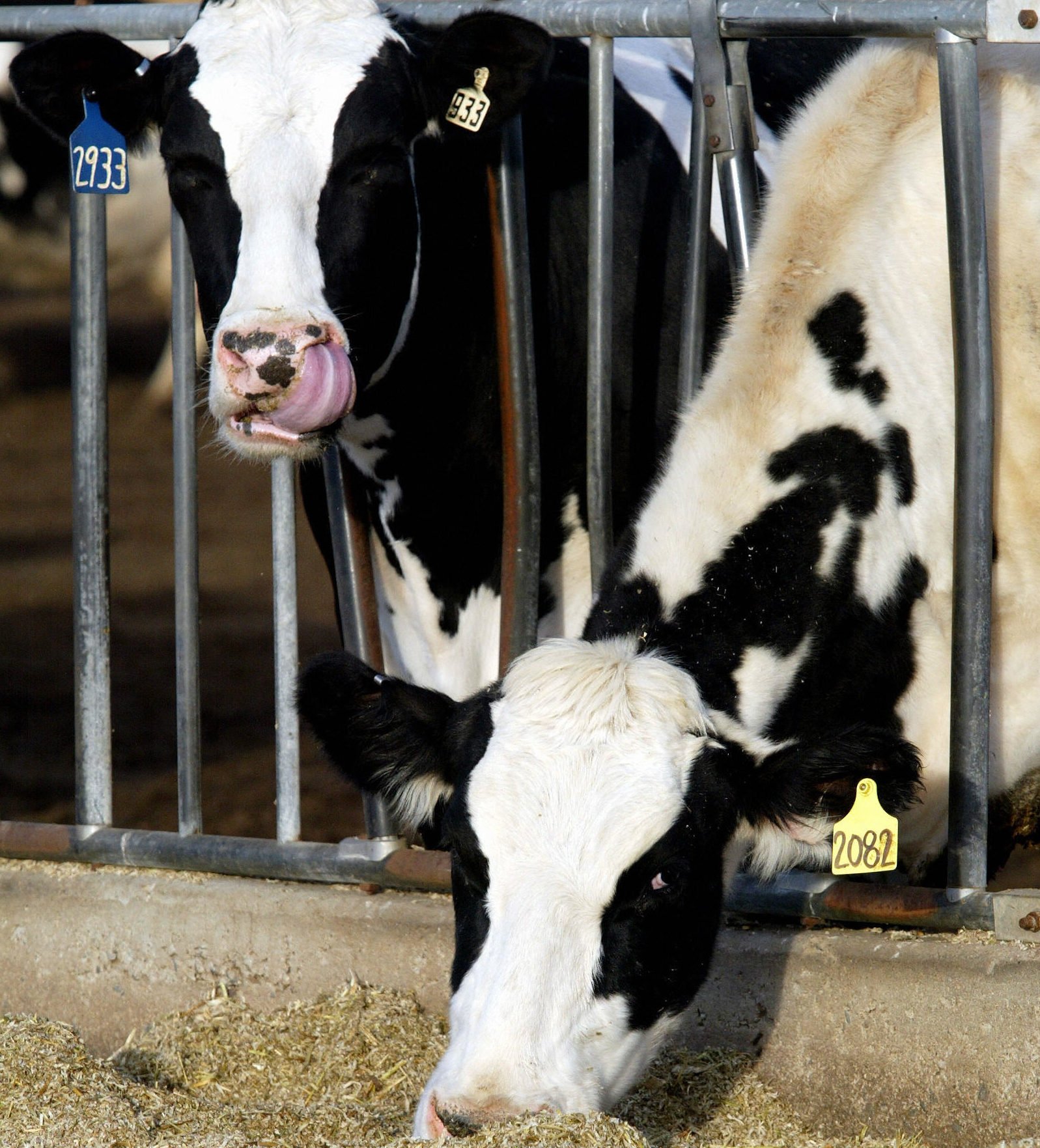 A pair of milk cows eat 29 December 2003 in a lot near Greeley, Colorado. (Photo by DON EMMERT/AFP/Getty Images)