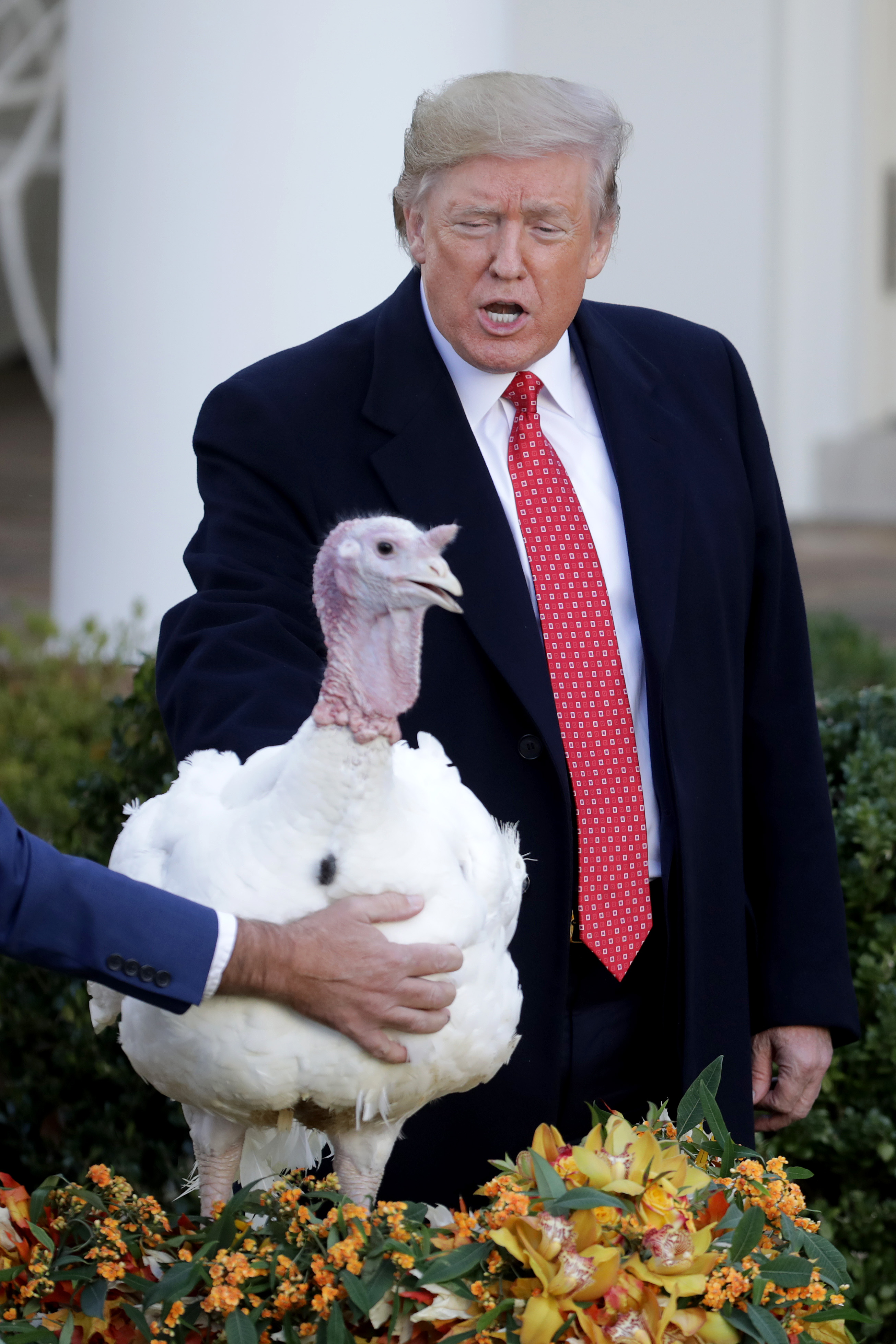 U.S. President Donald Trump gives a presidential ‘pardon’ to the National Thanksgiving Turkey 'Butter' during the traditional event in the Rose Garden of the White House November 26, 2019. (Chip Somodevilla/Getty Images)