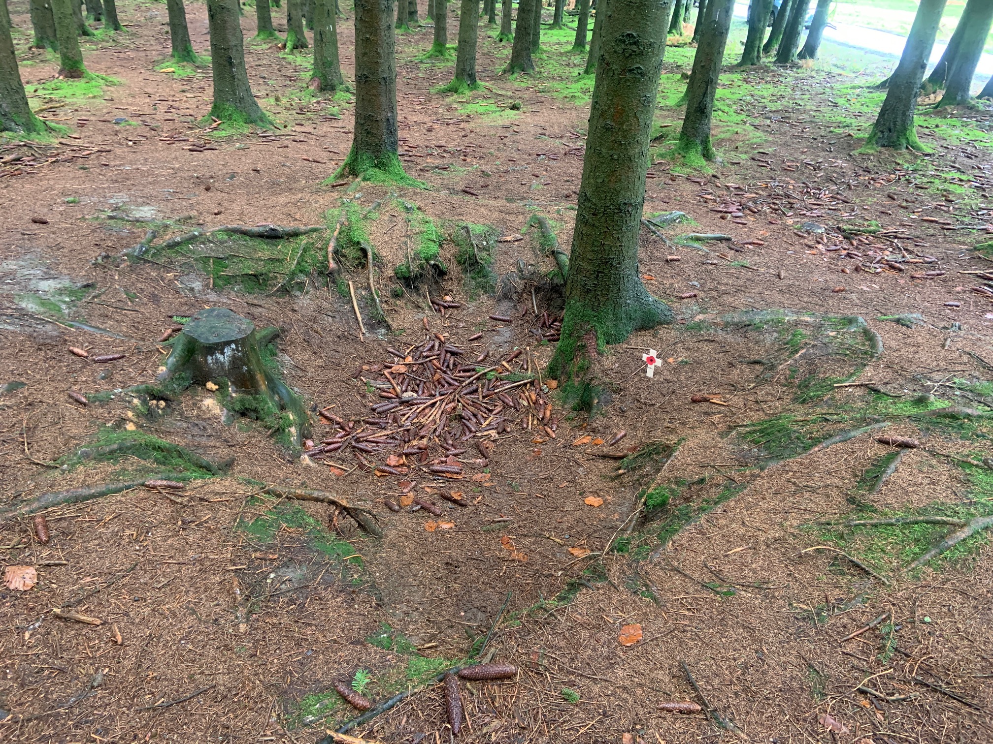 Preserved fox holes remain in the Ardennes near Foy, Belgium. Virginia Kruta/The Daily Caller