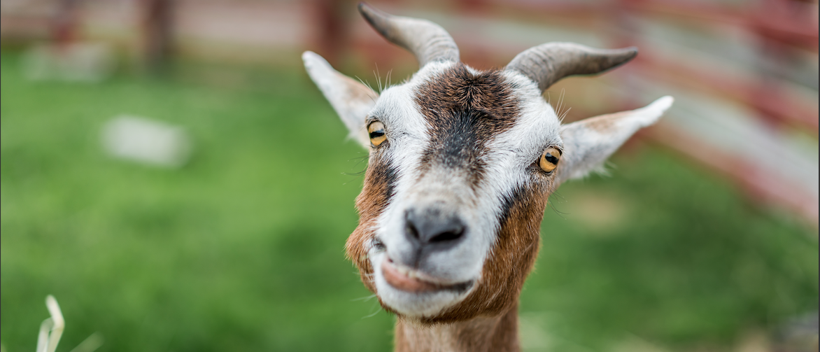 Oklahoma Man Steals Truck With Goat From Porn Shop