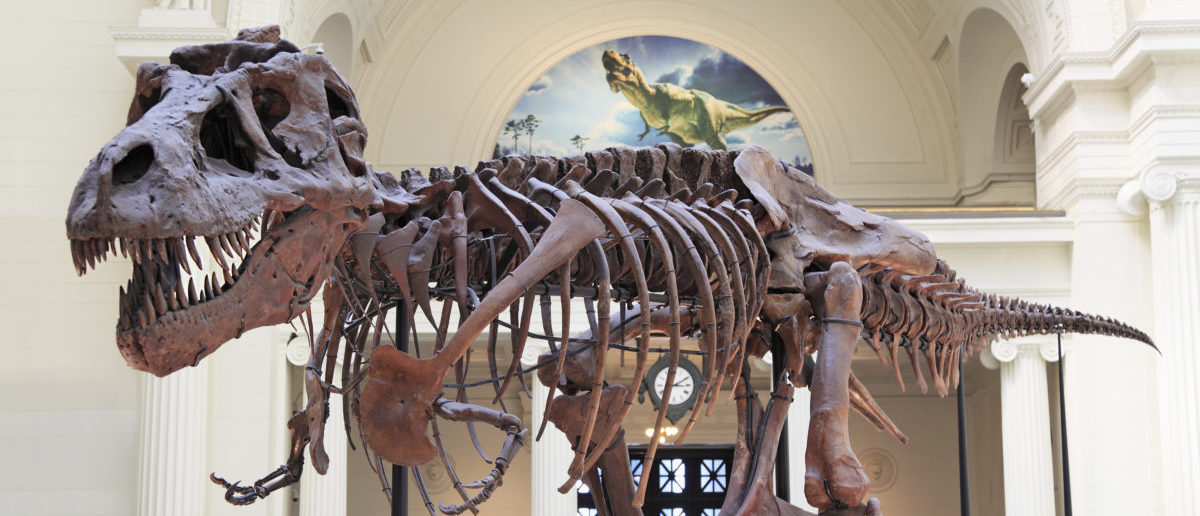 FACT CHECK: Did North Carolina Scientists Create A T. Rex Embryo Using ...