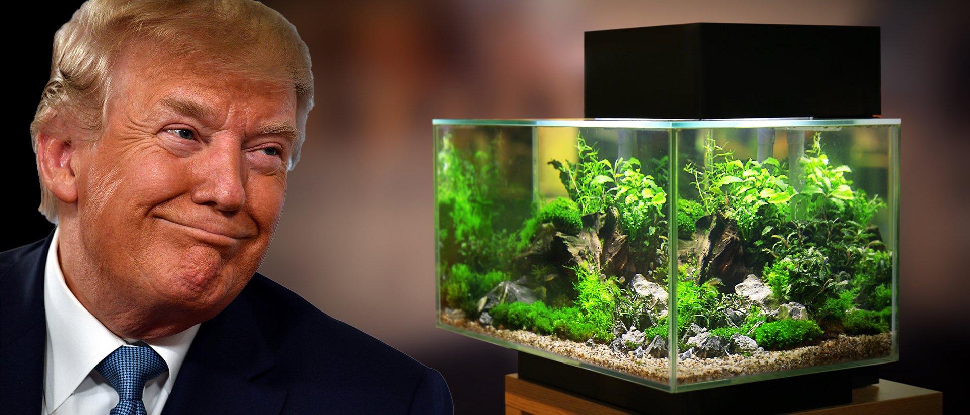 Donald Trump, Fish Tank (Getty Images, Shutterstock, Daily Caller)